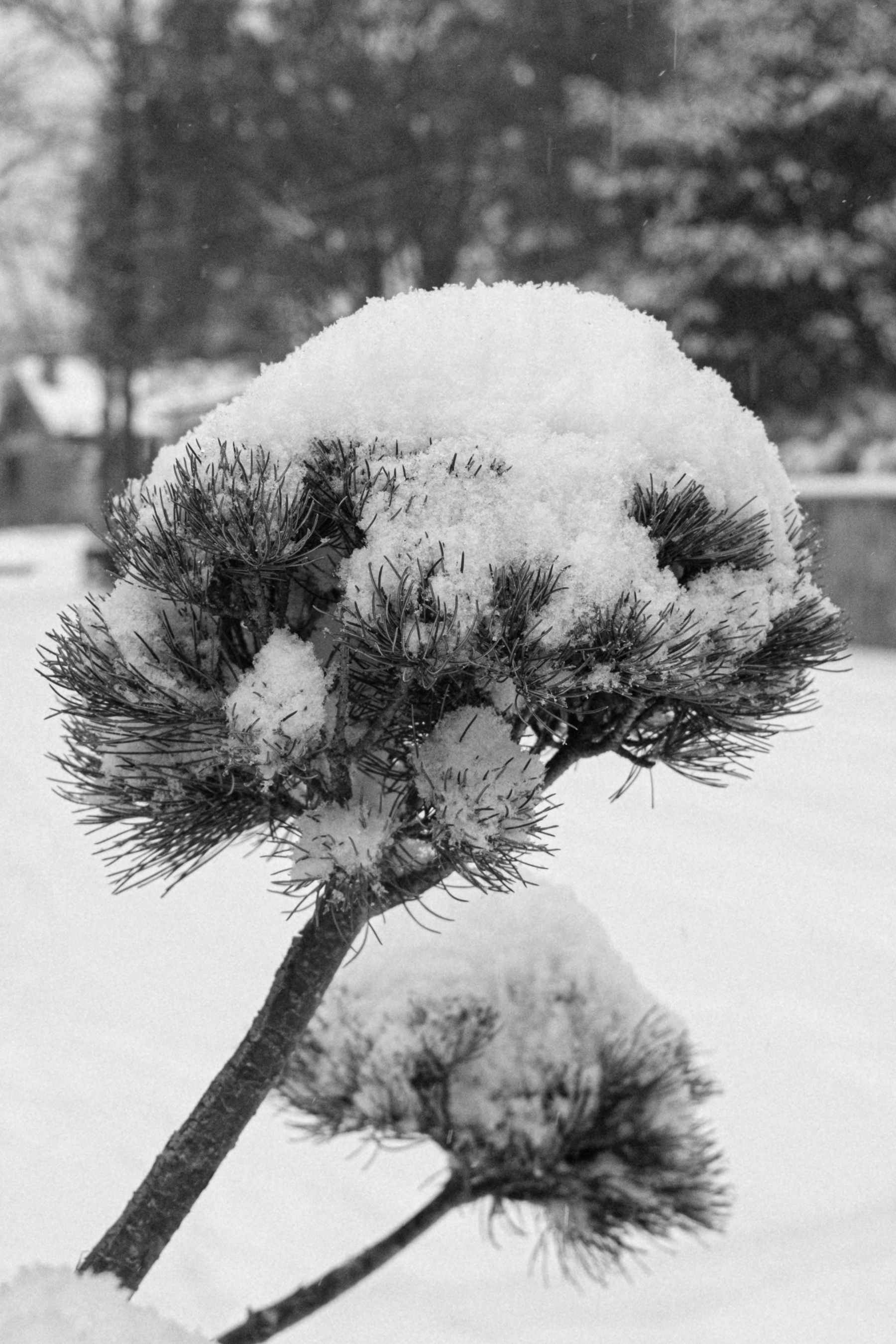 Auto-generated description: A snow-covered tree branch is depicted in a snowy outdoor setting.