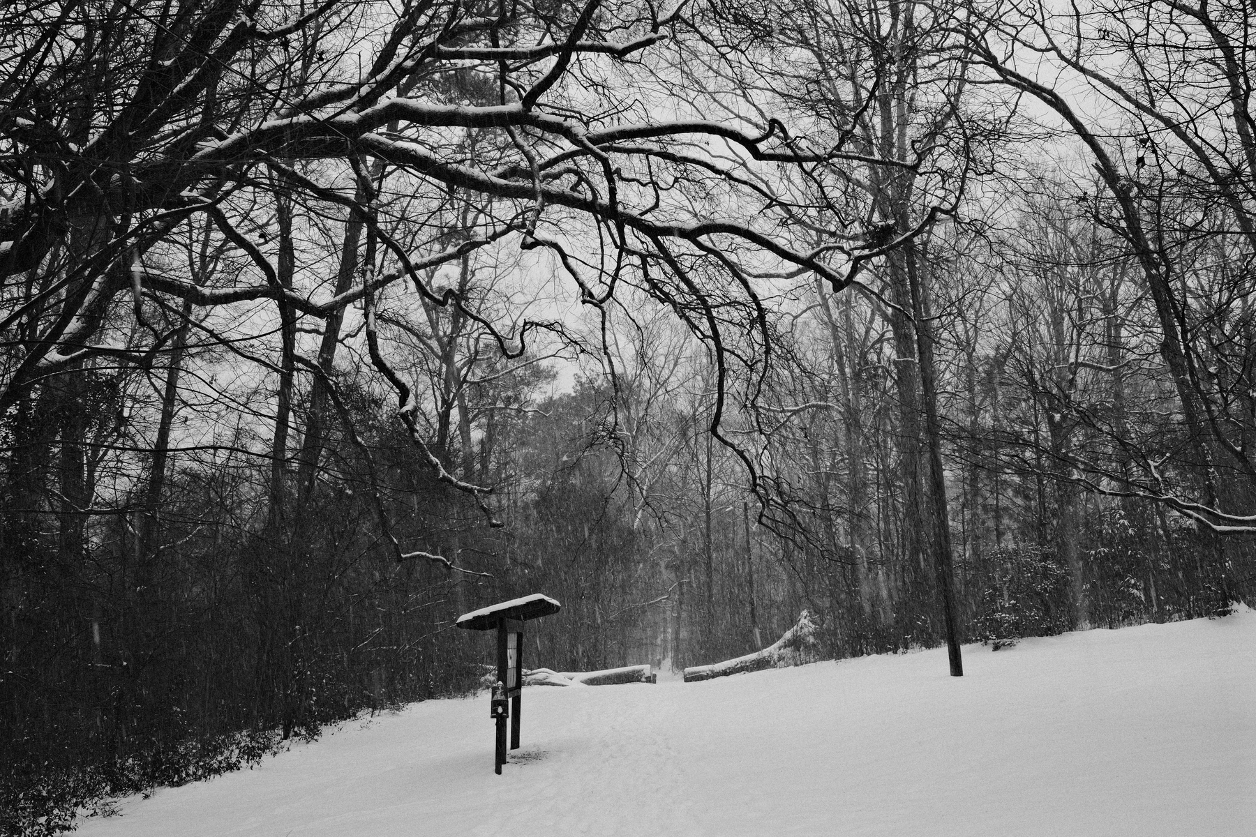 Auto-generated description: A snowy landscape features a path through a forest with leafless trees and a small information board.