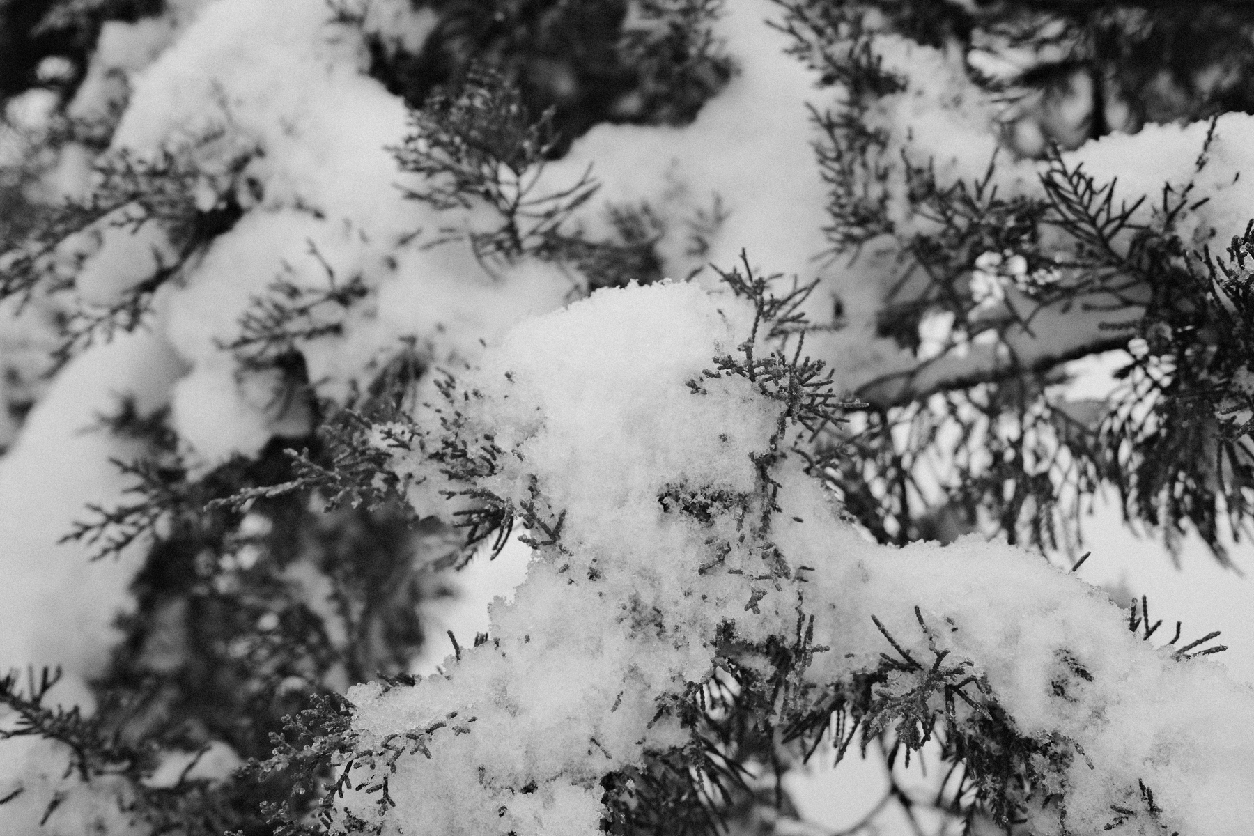 Auto-generated description: Snow-covered branches of a tree are depicted in black and white.