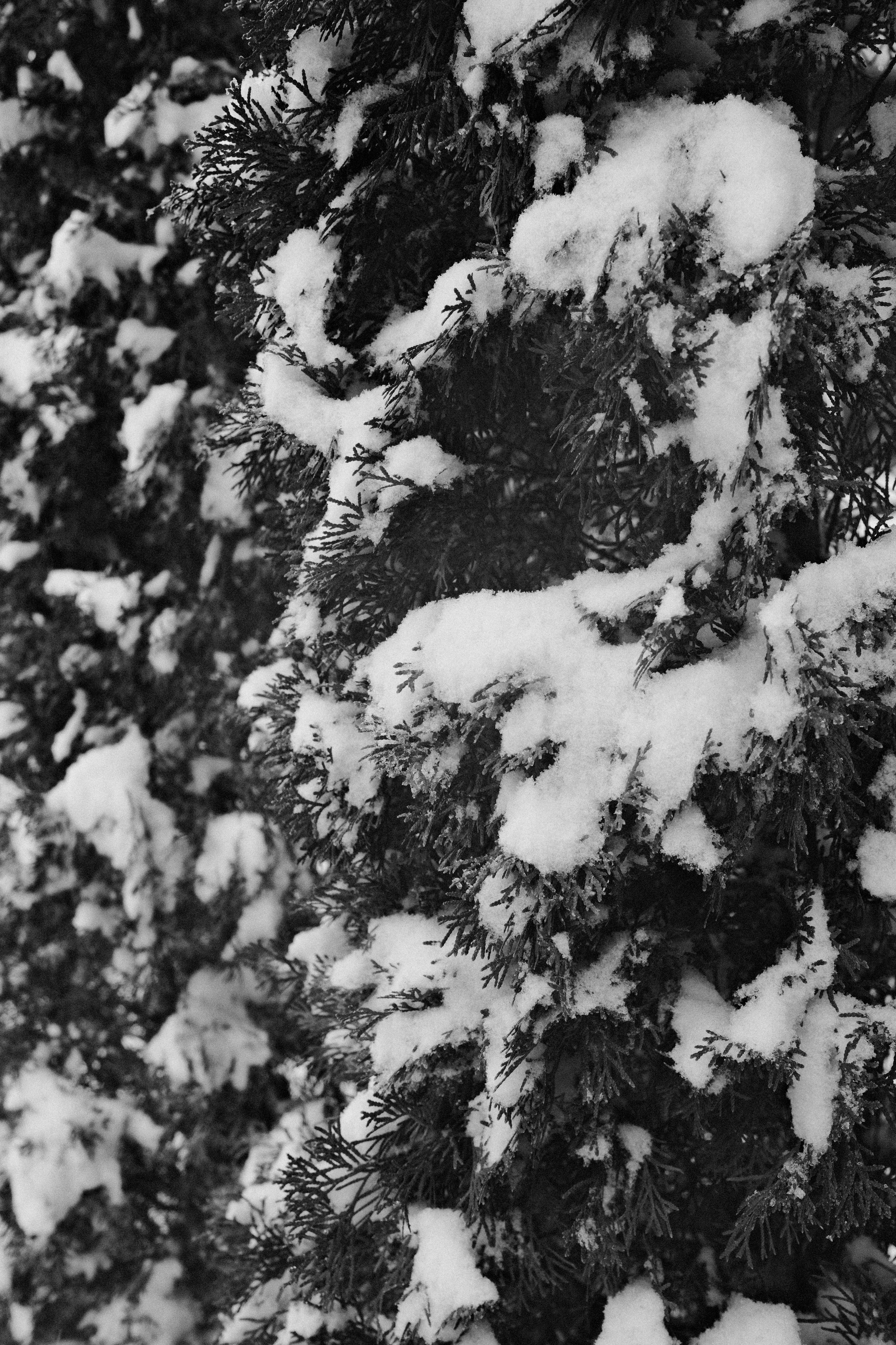 Auto-generated description: Snow-covered evergreen branches create a textured, monochromatic scene.