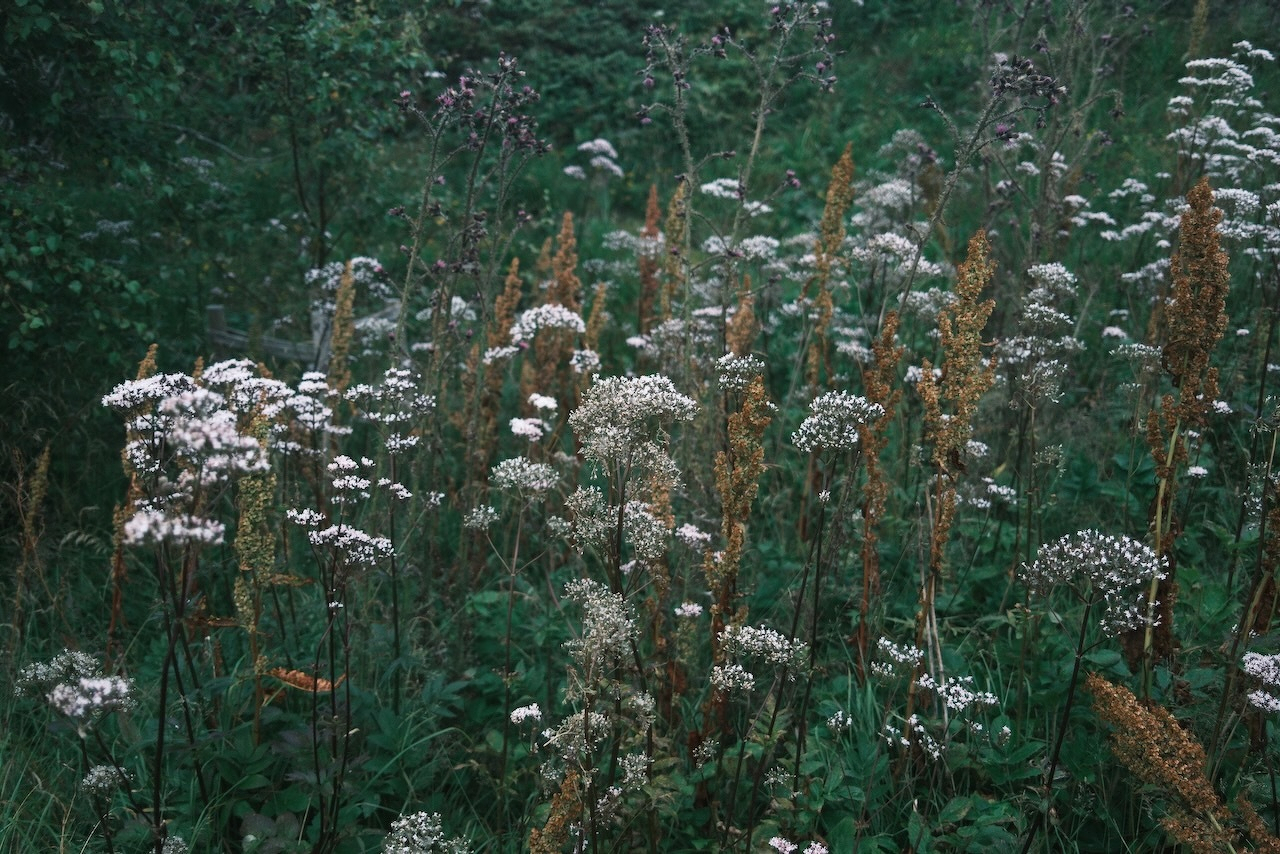 Auto-generated description: A cluster of wildflowers and plants grows densely in a natural, green setting.