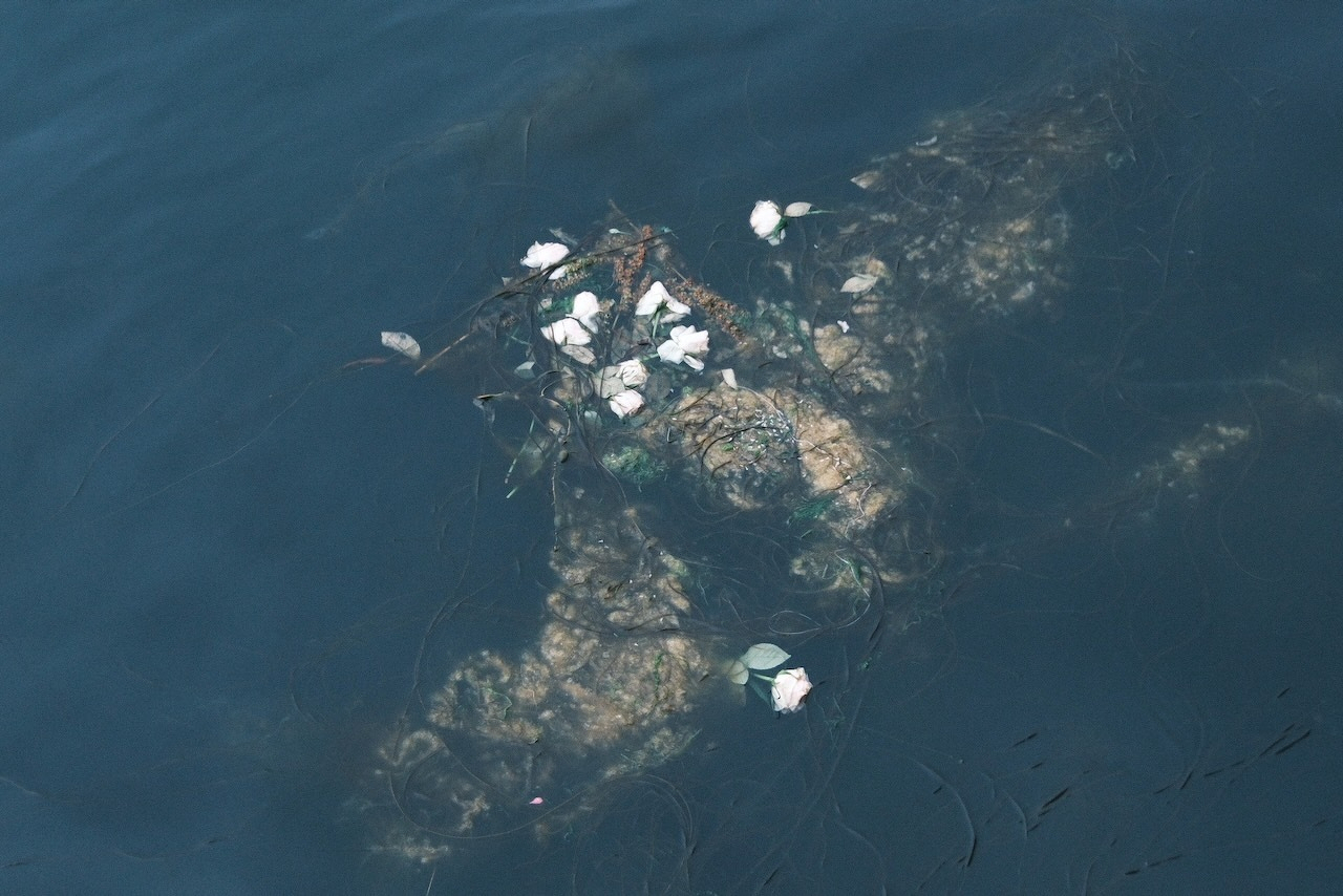 Auto-generated description: Floating on the water&rsquo;s surface is a small cluster of white flowers entangled with some aquatic vegetation.