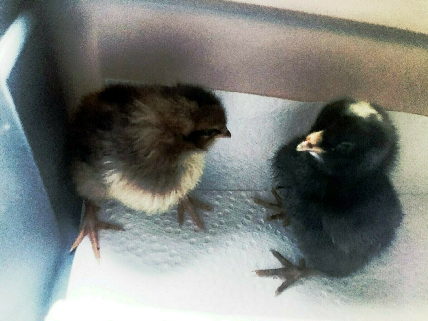 two baby chicken chicks, one black with splotches, one brown with black strips and caramel splotches