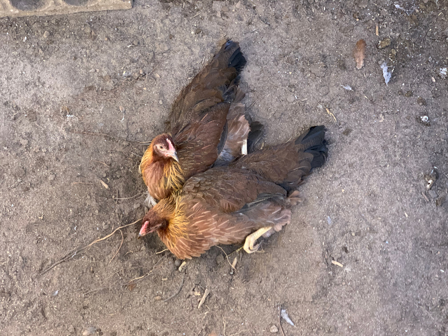 Our newest hens, Cinnamon and Hashbrown, enjoying a dust bath