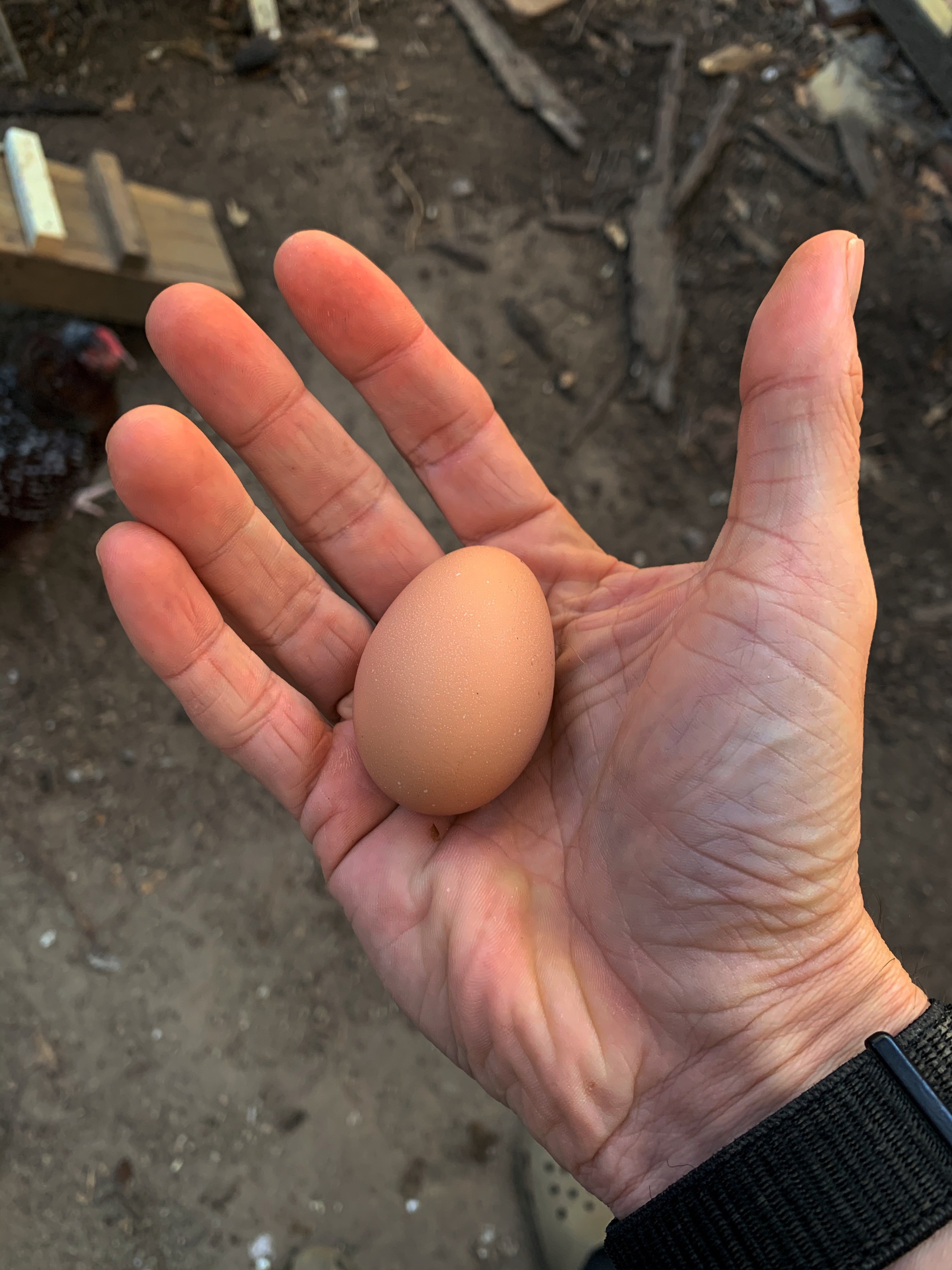 First egg in hand. 
