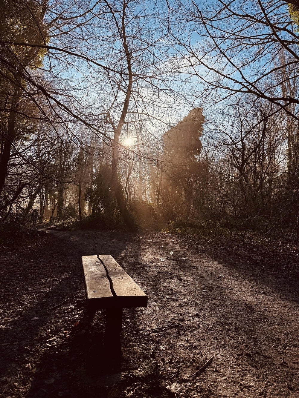 A solitary wooden bench sits on a dirt path in a tranquil, sunlit forest, surrounded by bare trees.