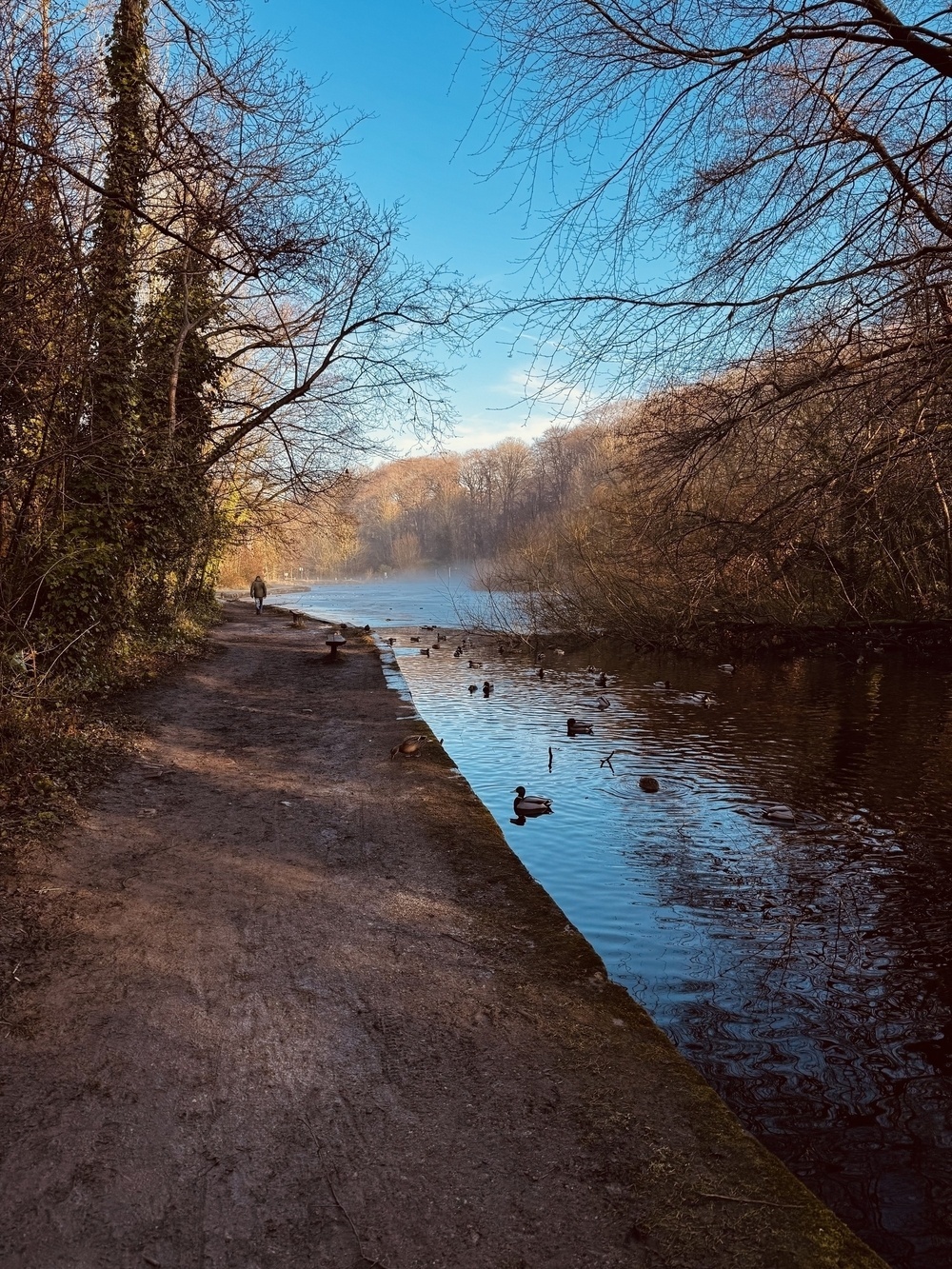 A tranquil lakeside path is bordered by trees, with ducks swimming in the water under a clear blue sky.