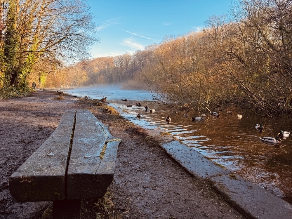 A peaceful lakeside scene features a bench on a dirt path and ducks swimming in the water, surrounded by trees with bare branches.