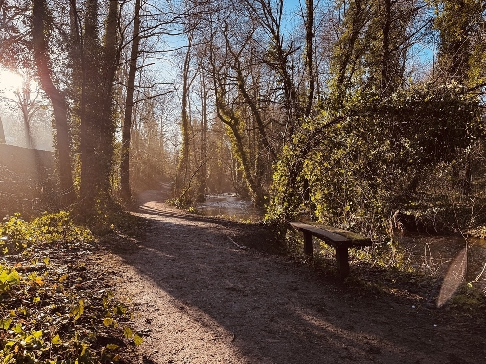 A peaceful forest path winds alongside a sunlit stream, with a wooden bench positioned among the lush greenery.