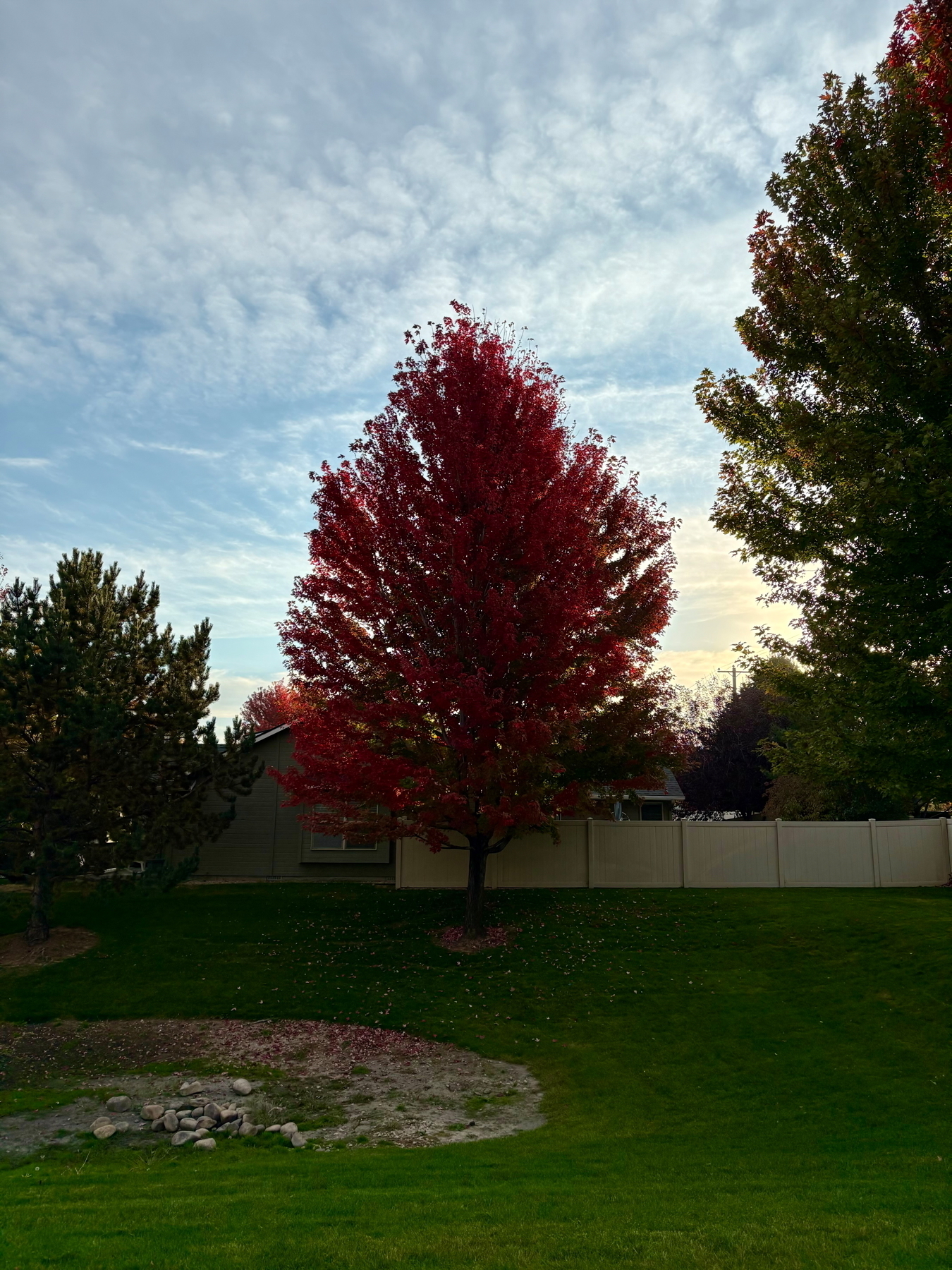 A vibrant red tree stands in the center of a grassy area, surrounded by evergreen and green-leaved trees. A house and fence are visible in the background, with a cloudy sky overhead. Rocks are scattered on a patch of bare ground in the foreground