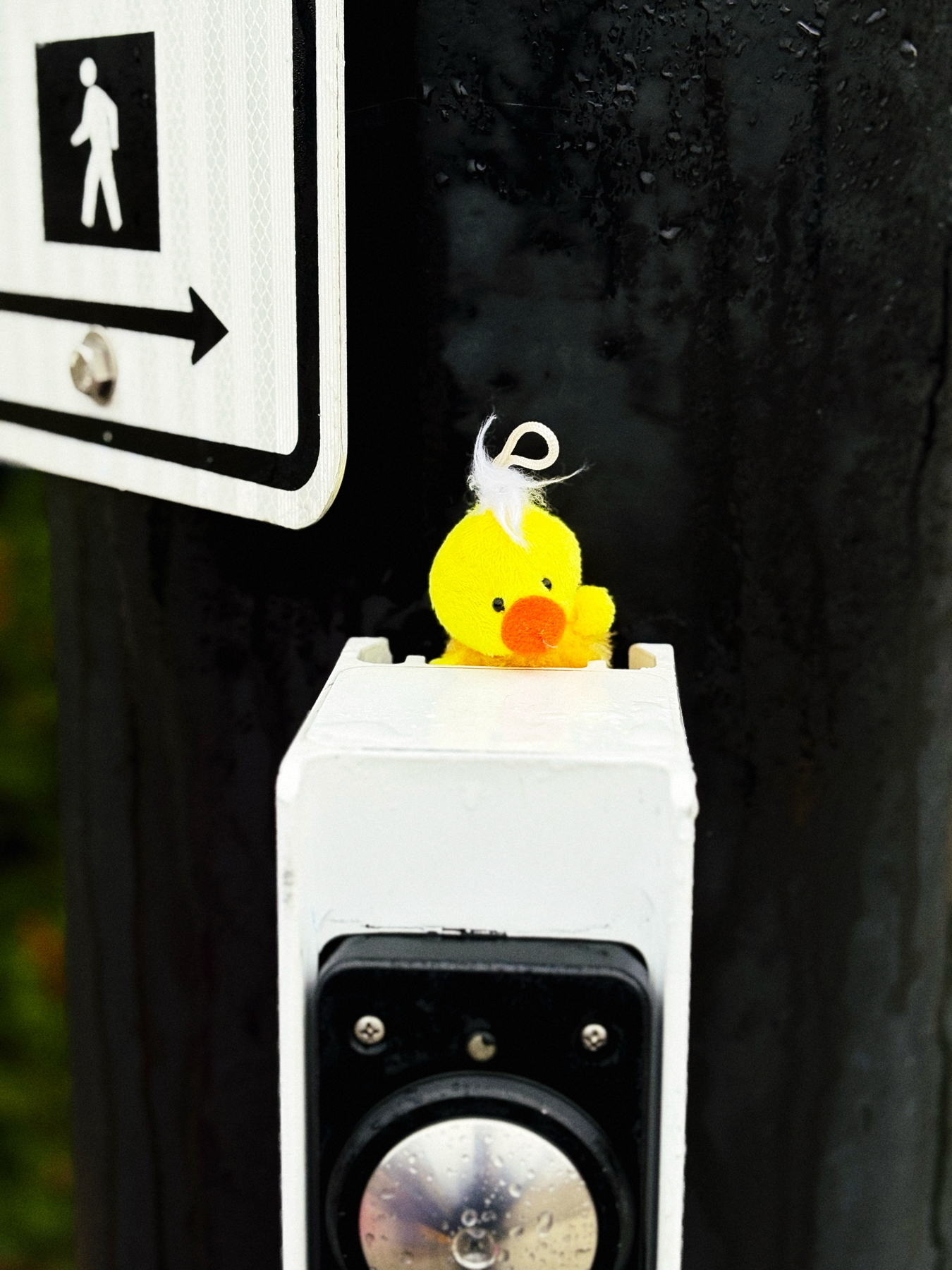 A small plush yellow chick with a tuft of white hair is perched on top of a pedestrian crossing button. The background includes a wet metal pole and part of a pedestrian crossing sign.