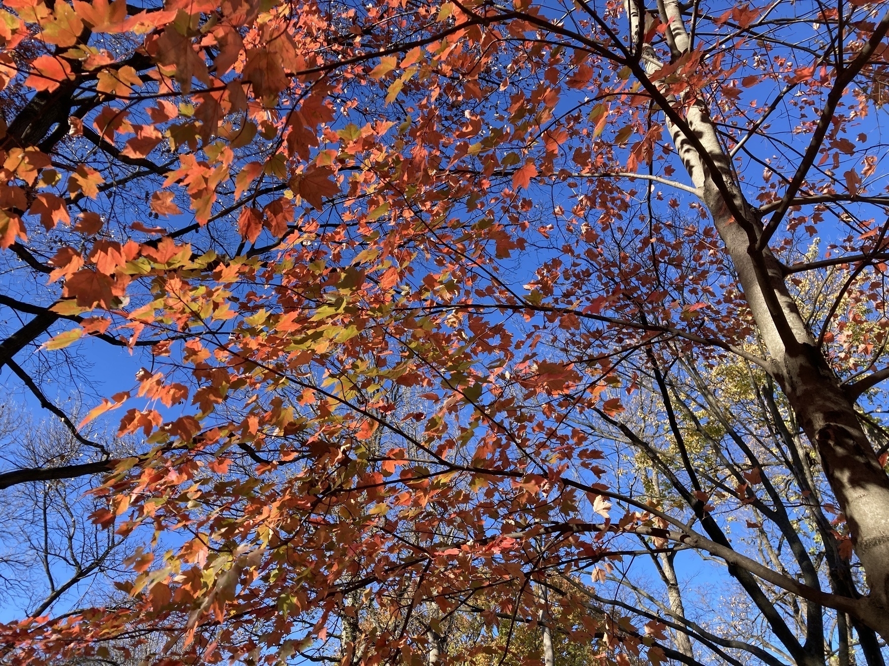 Colorful autumn leaves on tree branches set against a clear blue sky.