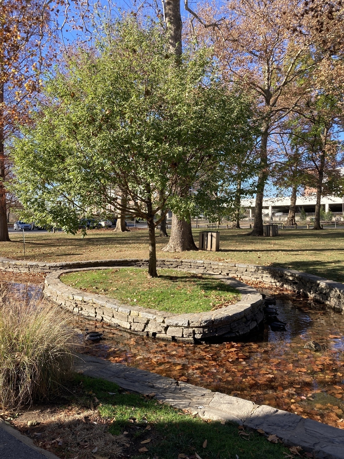 A small green tree stands on an oval-shaped stone island surrounded by a shallow creek in a park with autumn foliage.