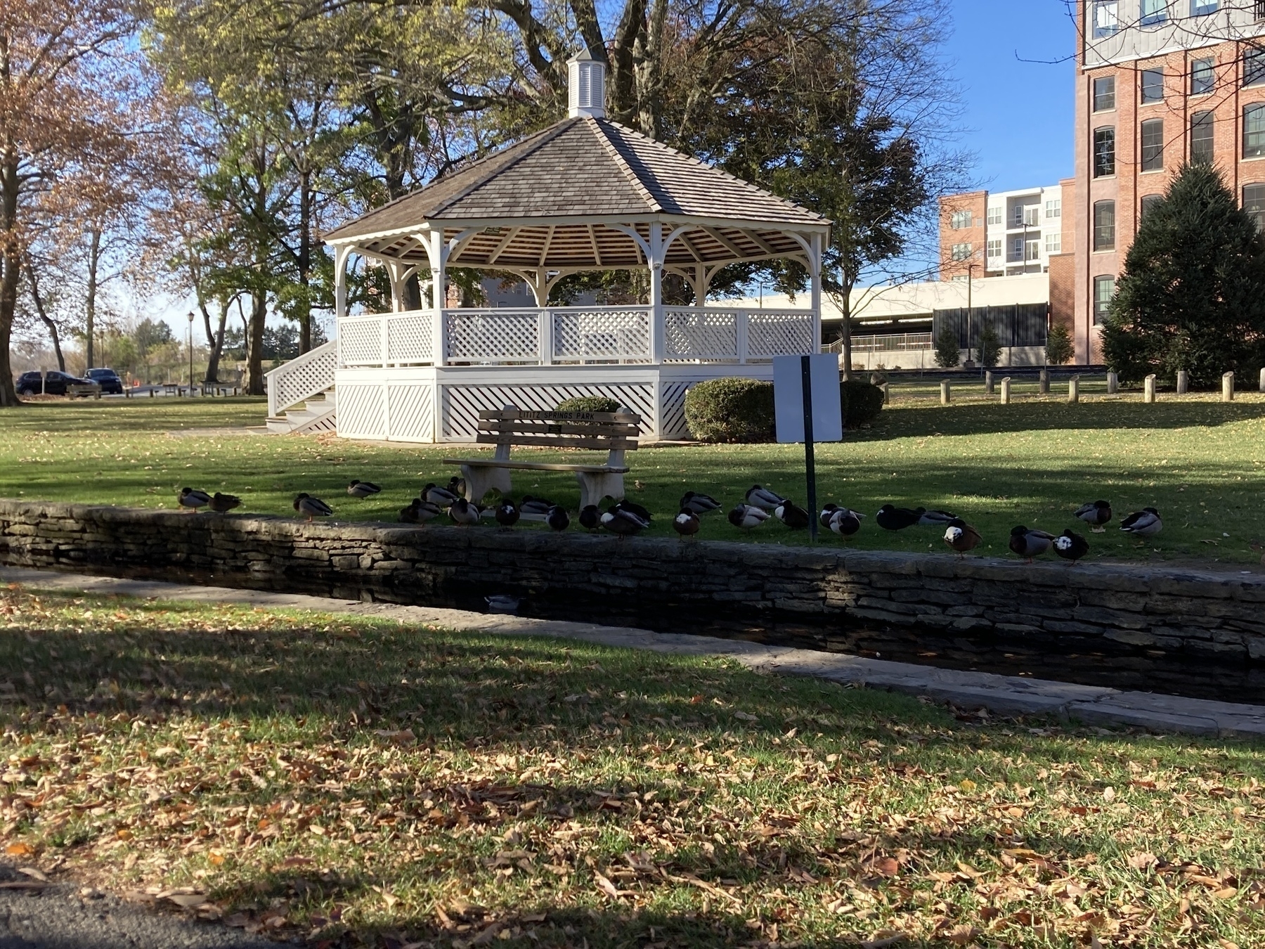 A gazebo is situated in a park surrounded by trees and a small flock of ducks resting near a stone walkway.