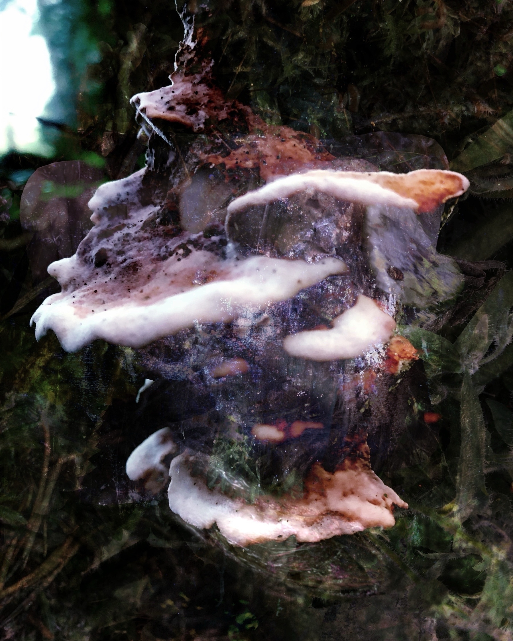 Auto-generated description: A cluster of mushrooms with a textured, layered appearance grows on a tree trunk.