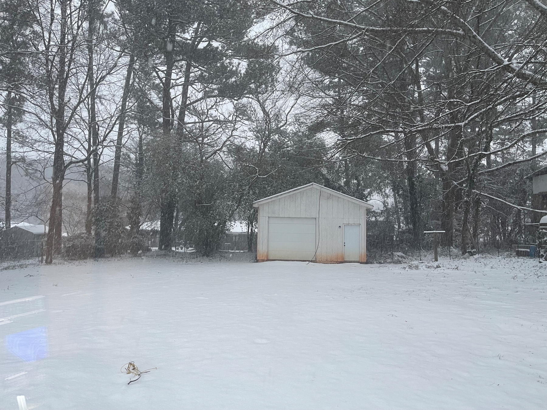 Auto-generated description: A snowy yard with a small white shed surrounded by tall trees.