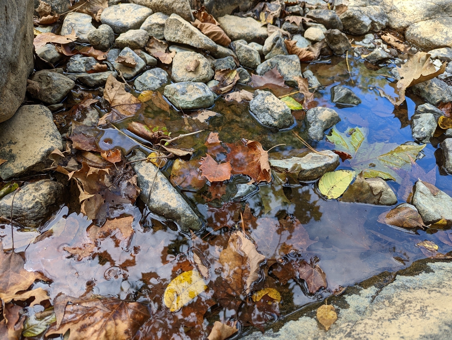 A close-up of rocks and fallen leaves in shallow water at the edge of the river.