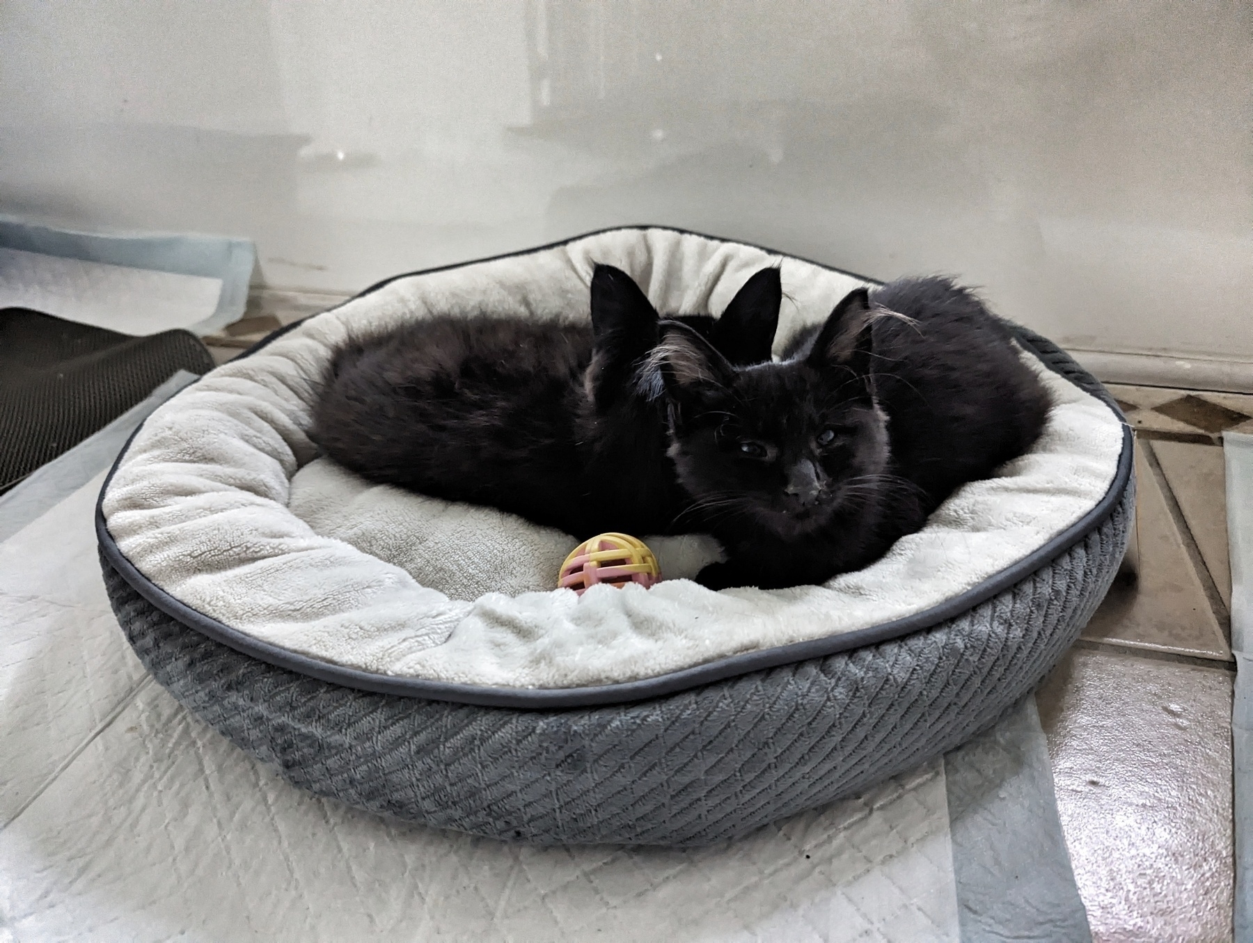 Two black kittens snuggle in a pet bed.