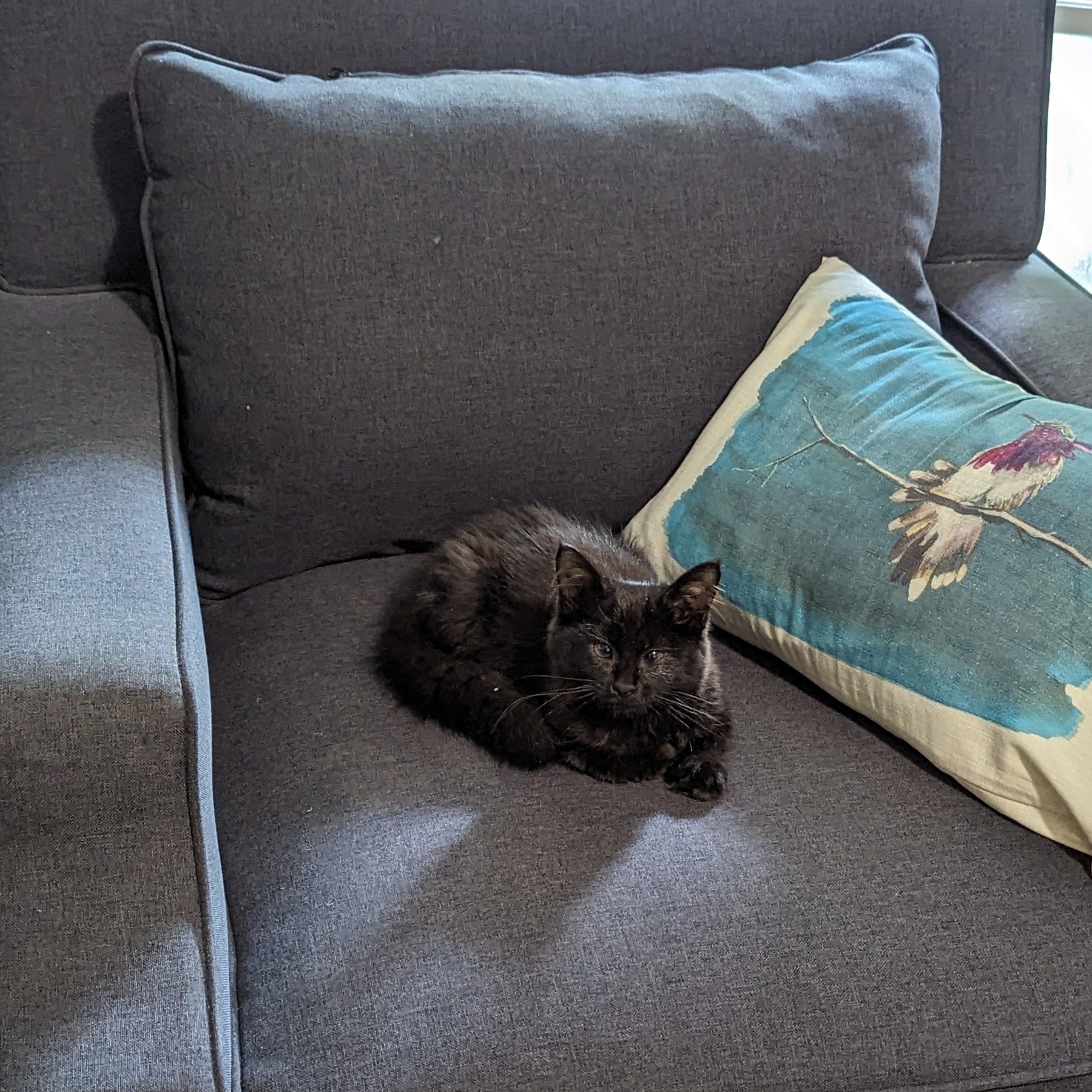A fluffy black kitten sits on a gray armchair.