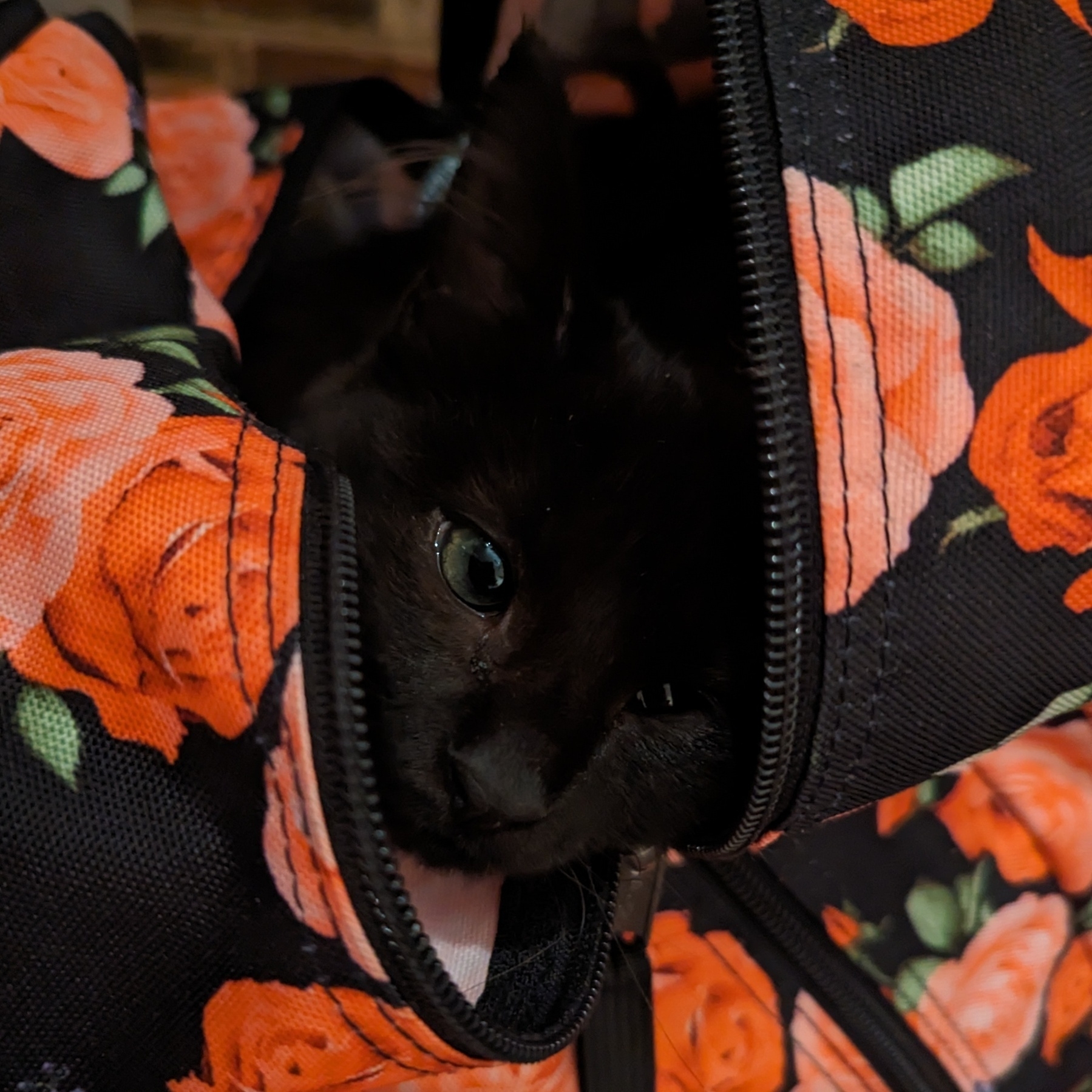 A black kitten sits in an open backpack.