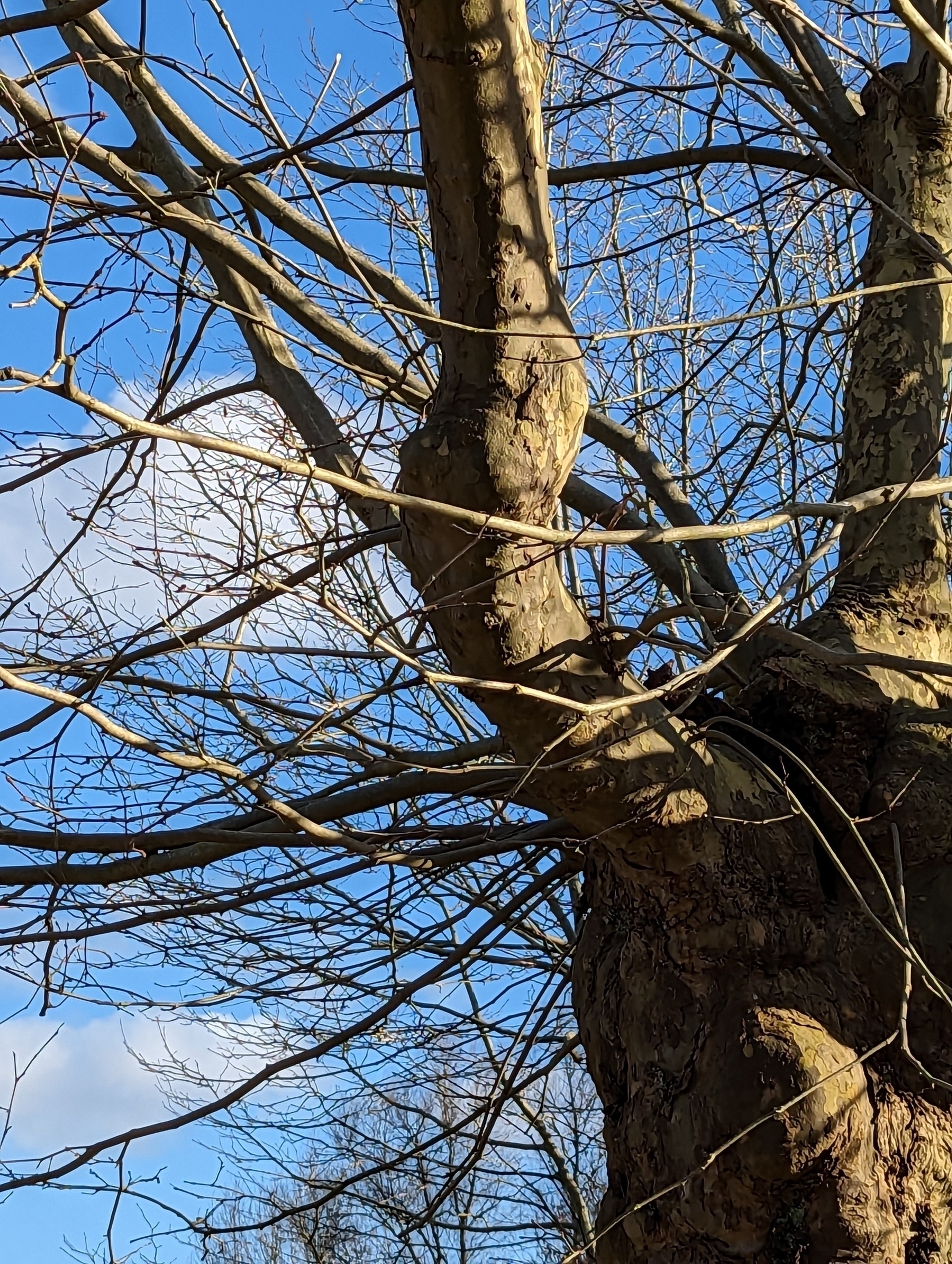 A tree with bare branches is set against a clear blue sky with a few clouds.