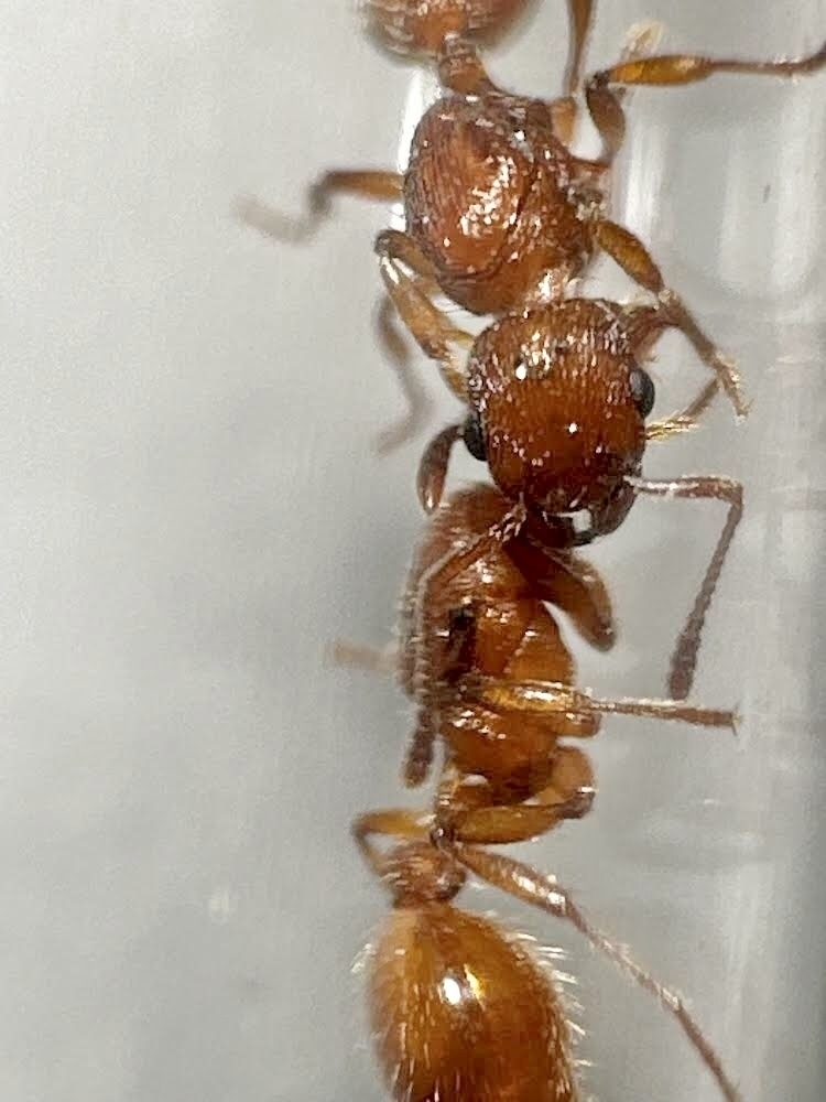 Two Myrmica sp. queens in a test tube. One queen is not pictured