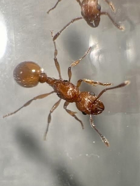 A Myrmica sp. queen in a test tube, one other queen partially visible