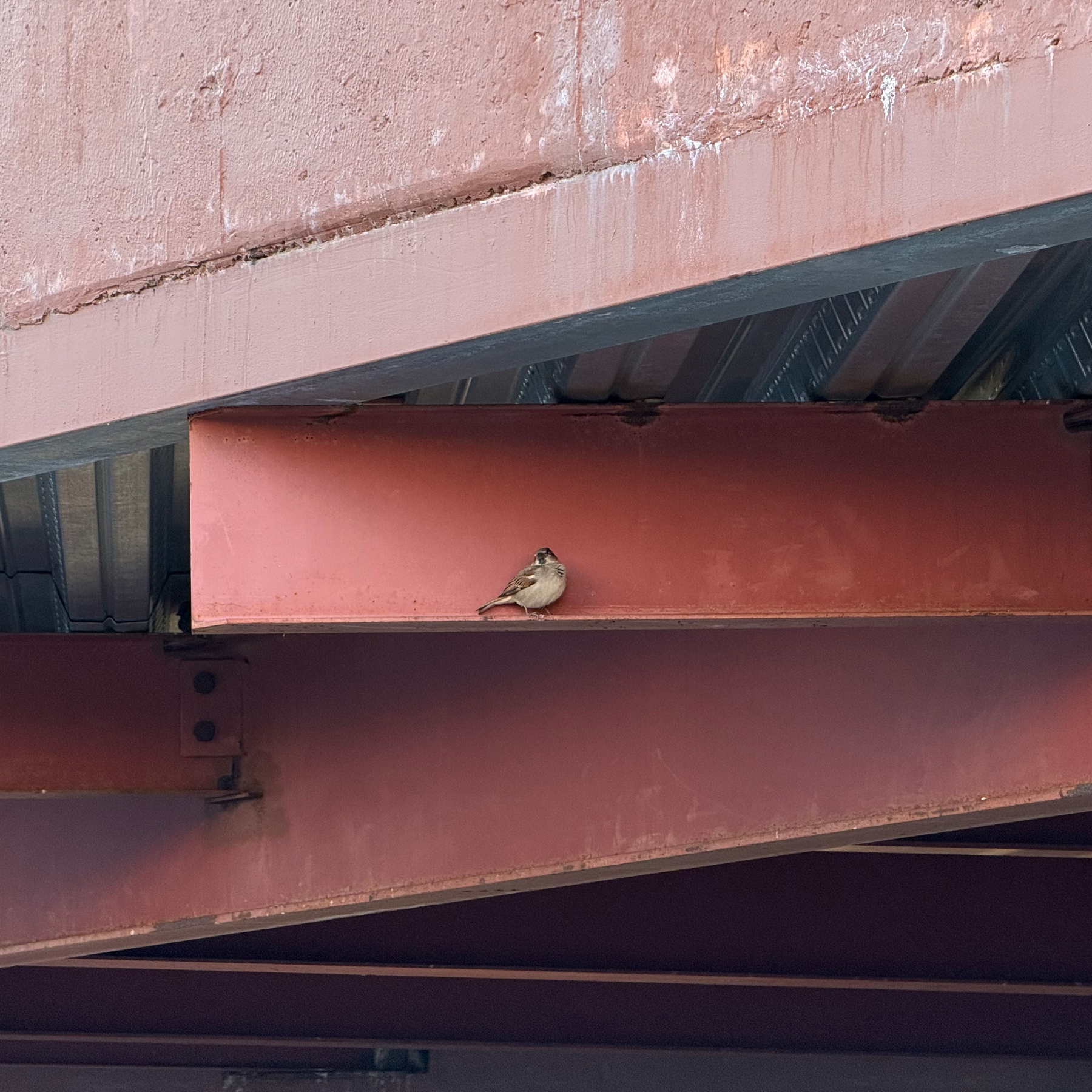 A small bird is perched on a steel beam beneath a rusty overhang.
