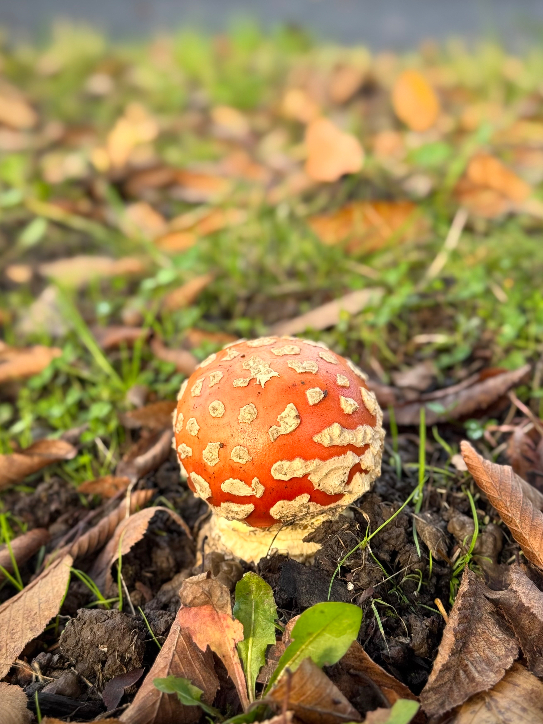 A small round red mushroom with pale patchy spots stands in dark soil among fallen brown leaves and green grass. Soft sunlight highlights the cap while the background fades into a blur of greens and oranges.