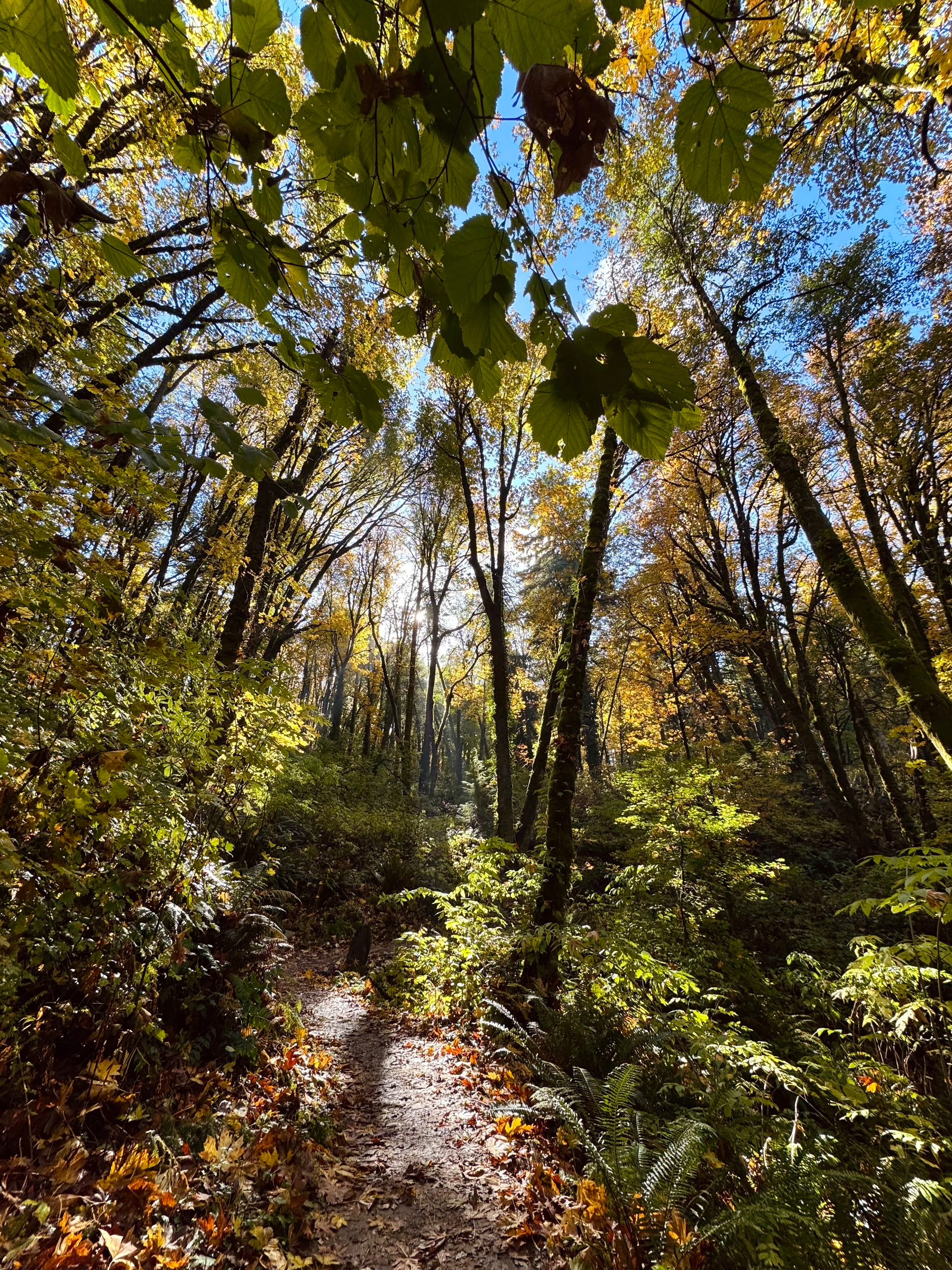View from a forest trail during a sunny November run. The narrow dirt path curves through damp ferns and glowing yellow-green leaves under a bright blue sky.
