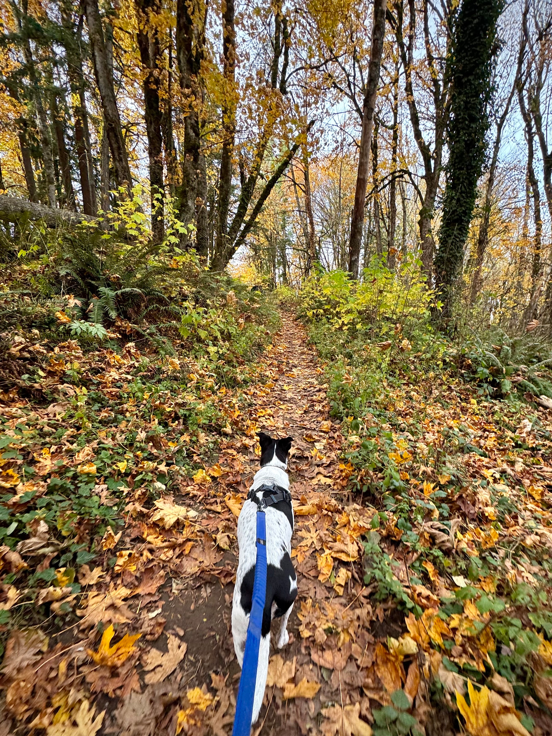 View from behind a black-and-white dog on a blue leash walking up a leaf-covered forest trail. Golden and green foliage glows in the sunlight, and the path curves gently uphill through tall autumn trees.