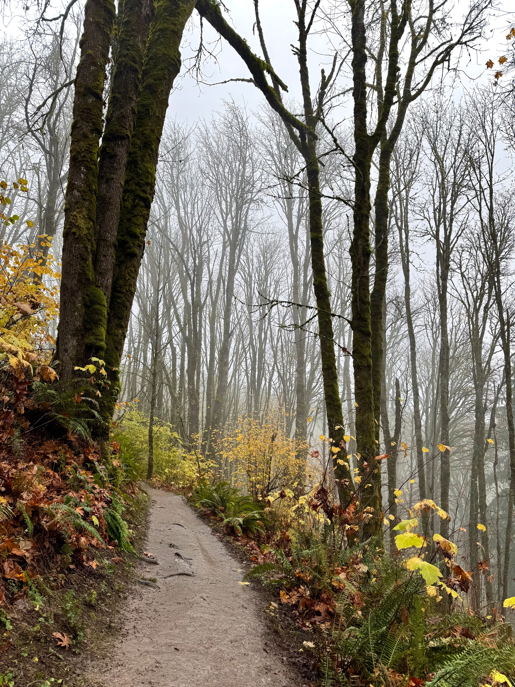 A narrow muddy trail curves uphill through a foggy forest. Bare moss-covered trees rise into a pale gray sky, and clusters of yellow leaves and wet ferns line the sides of the path. The scene looks damp, quiet, and muted by mist.