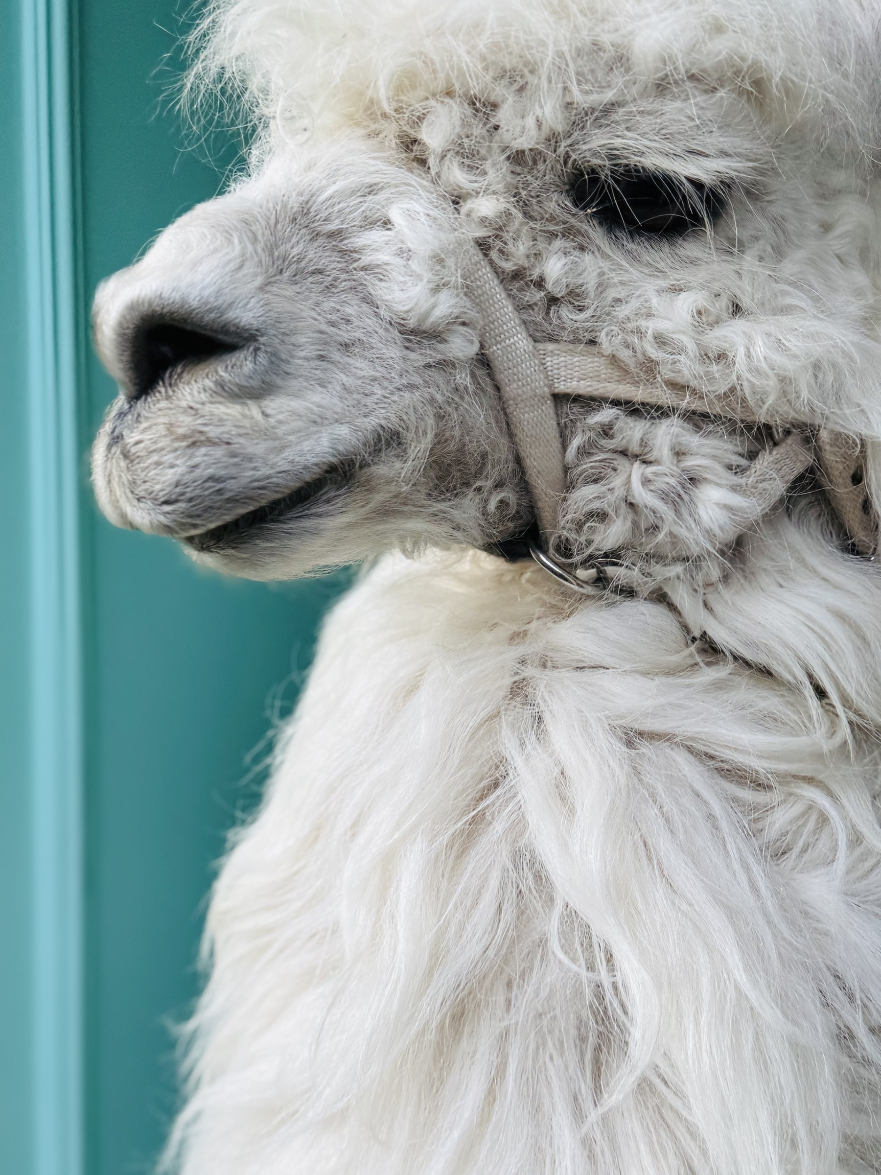 A close-up of a fluffy white llama with a halter against a teal background.