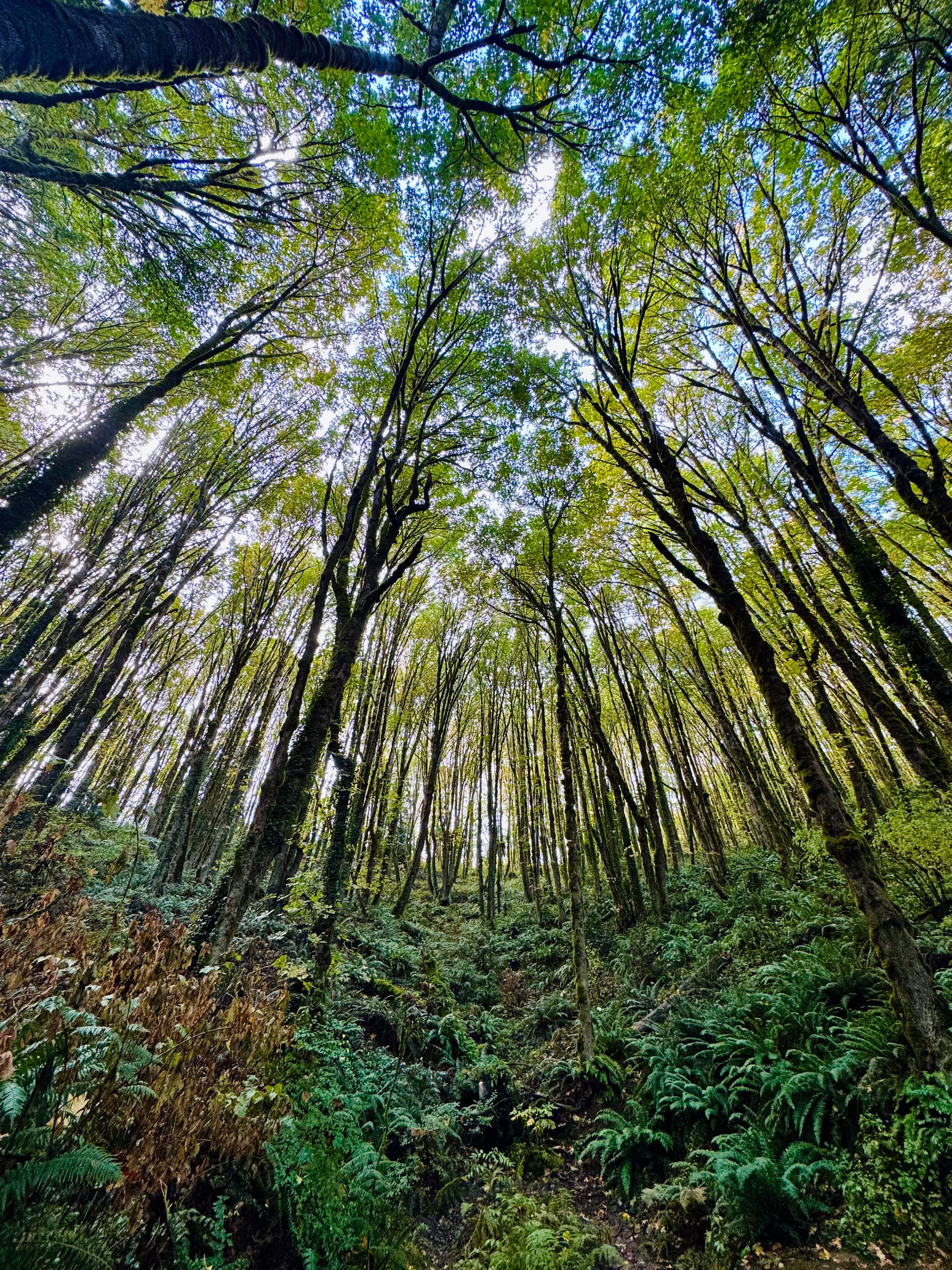 A lush forest in Portland Oregon features tall trees reaching towards the sky with dense green foliage and a variety of undergrowth ferns.