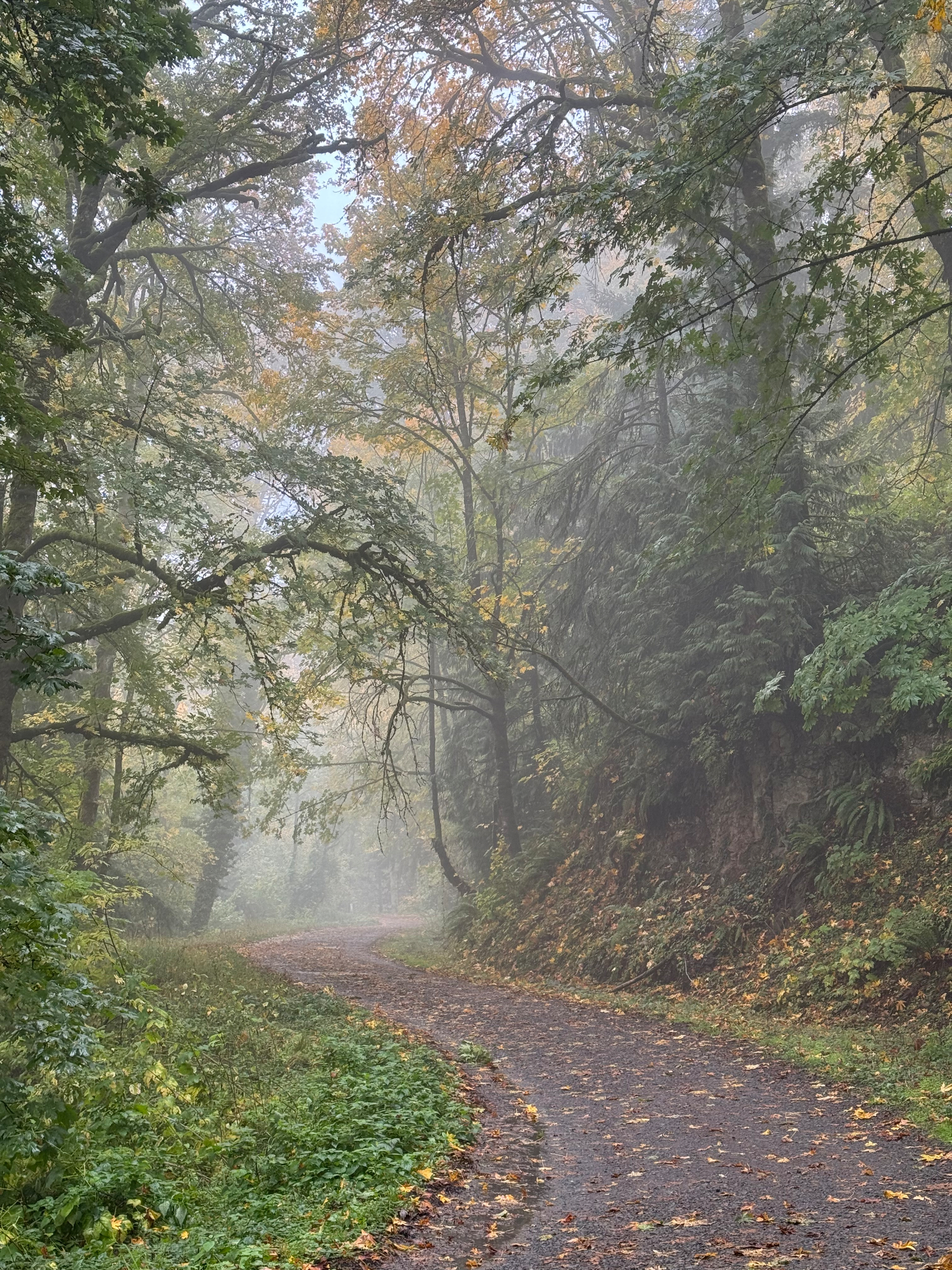 A misty forest path (Leif Erikson)  winds through the green trees of Forest Park with fallen leaves scattered along the ground.