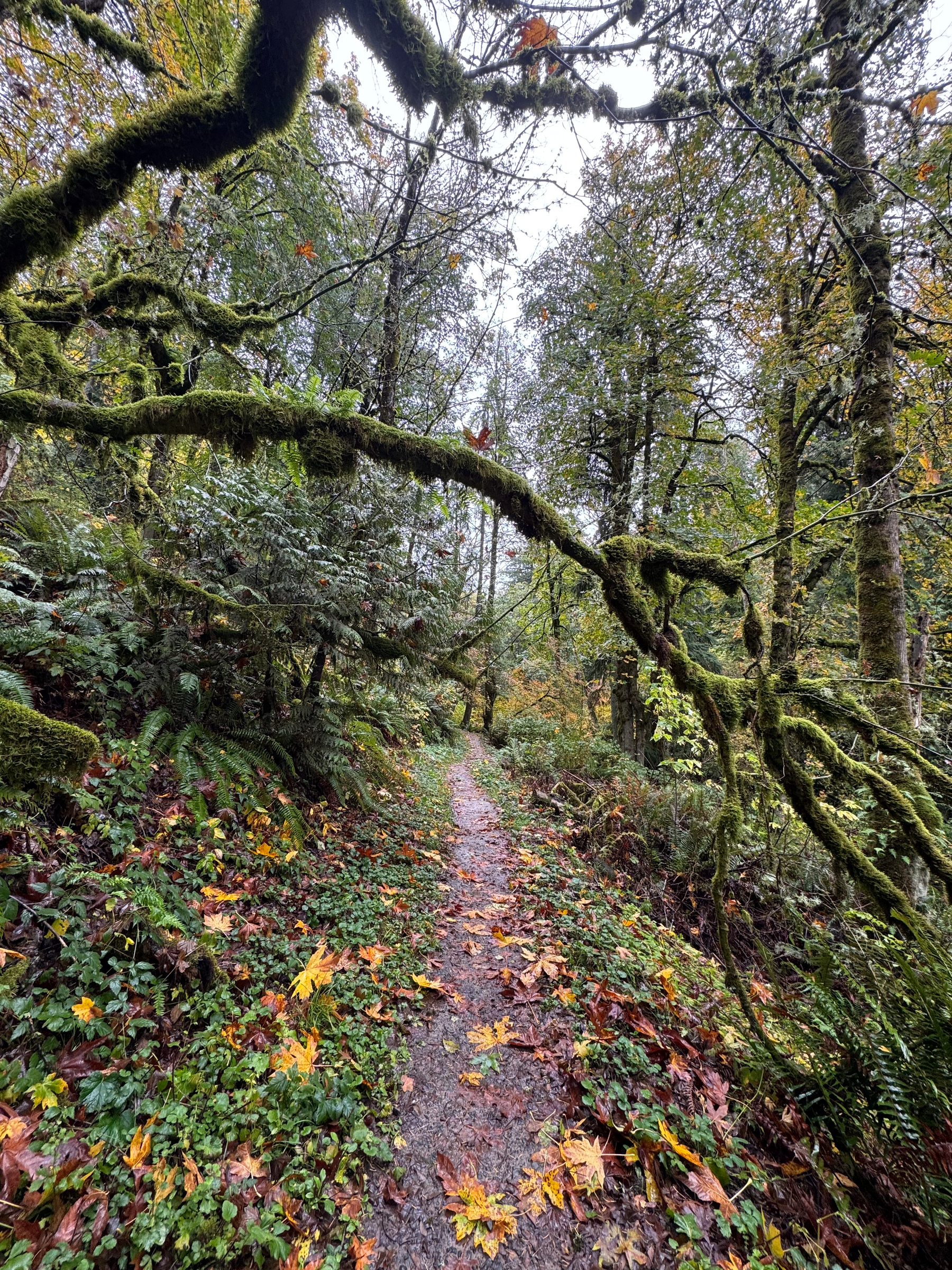 October, 2025.  A narrow, muddy trail winds through a dense forest, scattered with bright yellow and orange autumn leaves. A thick, twisting branch covered in vivid green moss stretches across the path from the left before bending downward on the right. Ferns and leafy undergrowth crowd the trail beneath tall trees and a pale, overcast sky.