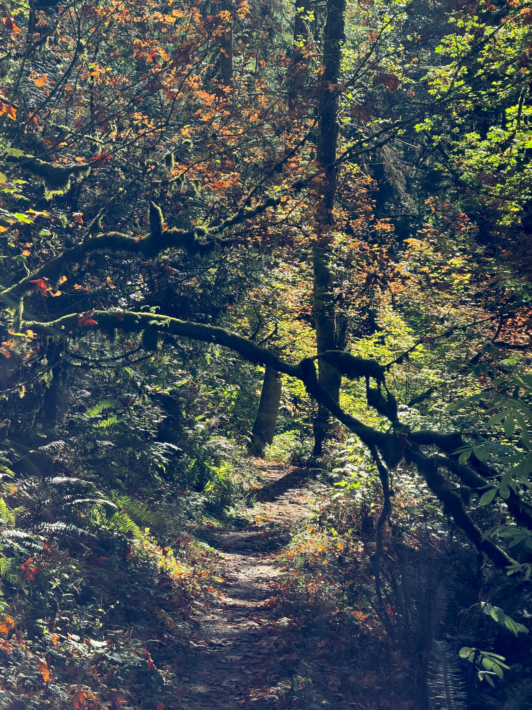 October, 2026.  A narrow dirt trail winds through Forest Park beneath a large, moss-covered tree branch that arches across the path. Warm autumn sunlight filters through yellow and orange leaves in the background, contrasting with the deep green ferns and shadowy forest floor.