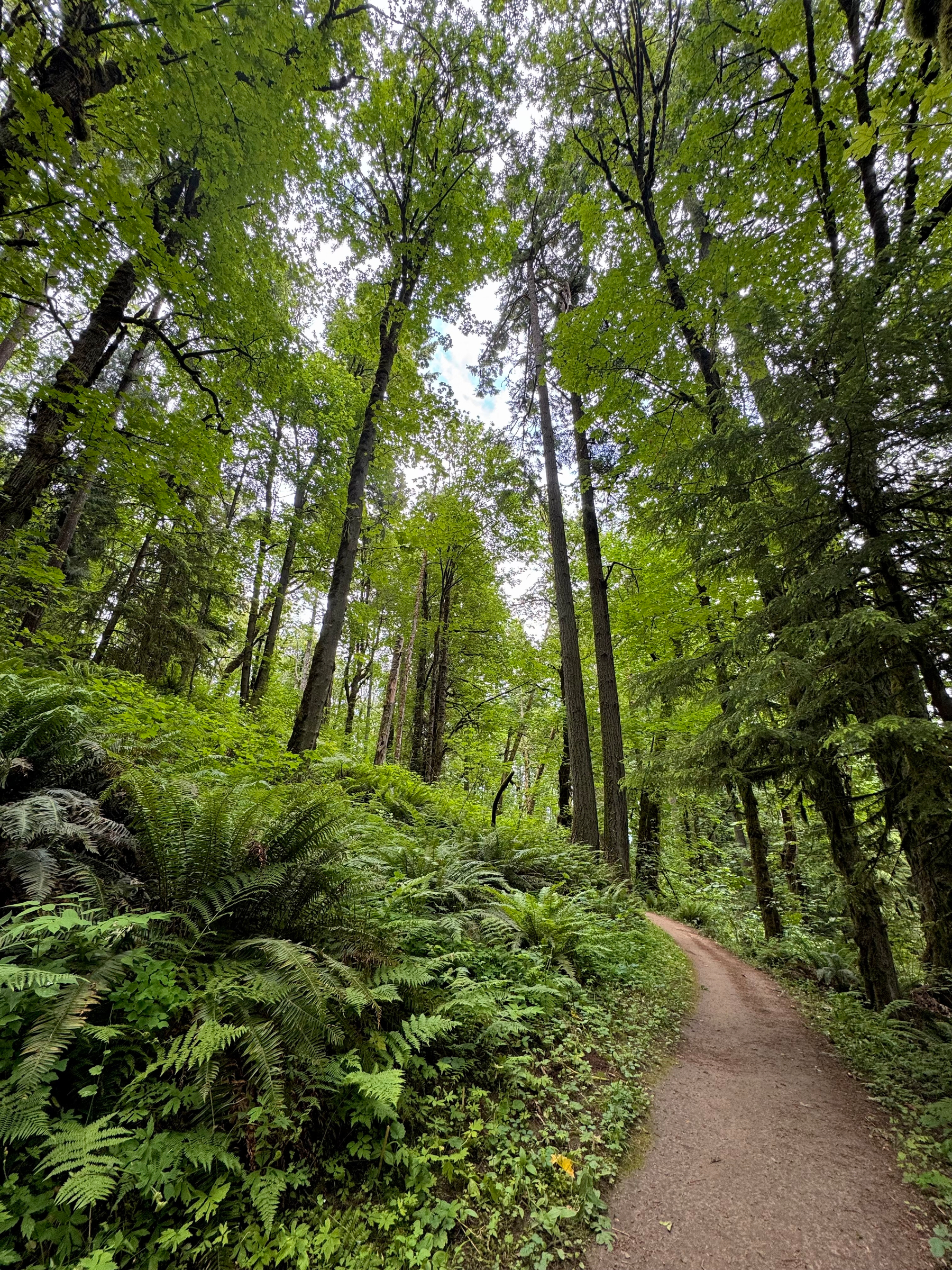 A narrow dirt trail curves through dense green forest in Portland’s Forest Park. Sword ferns line the hillside, while tall conifers and maples rise overhead to form a leafy canopy that filters the overcast light.