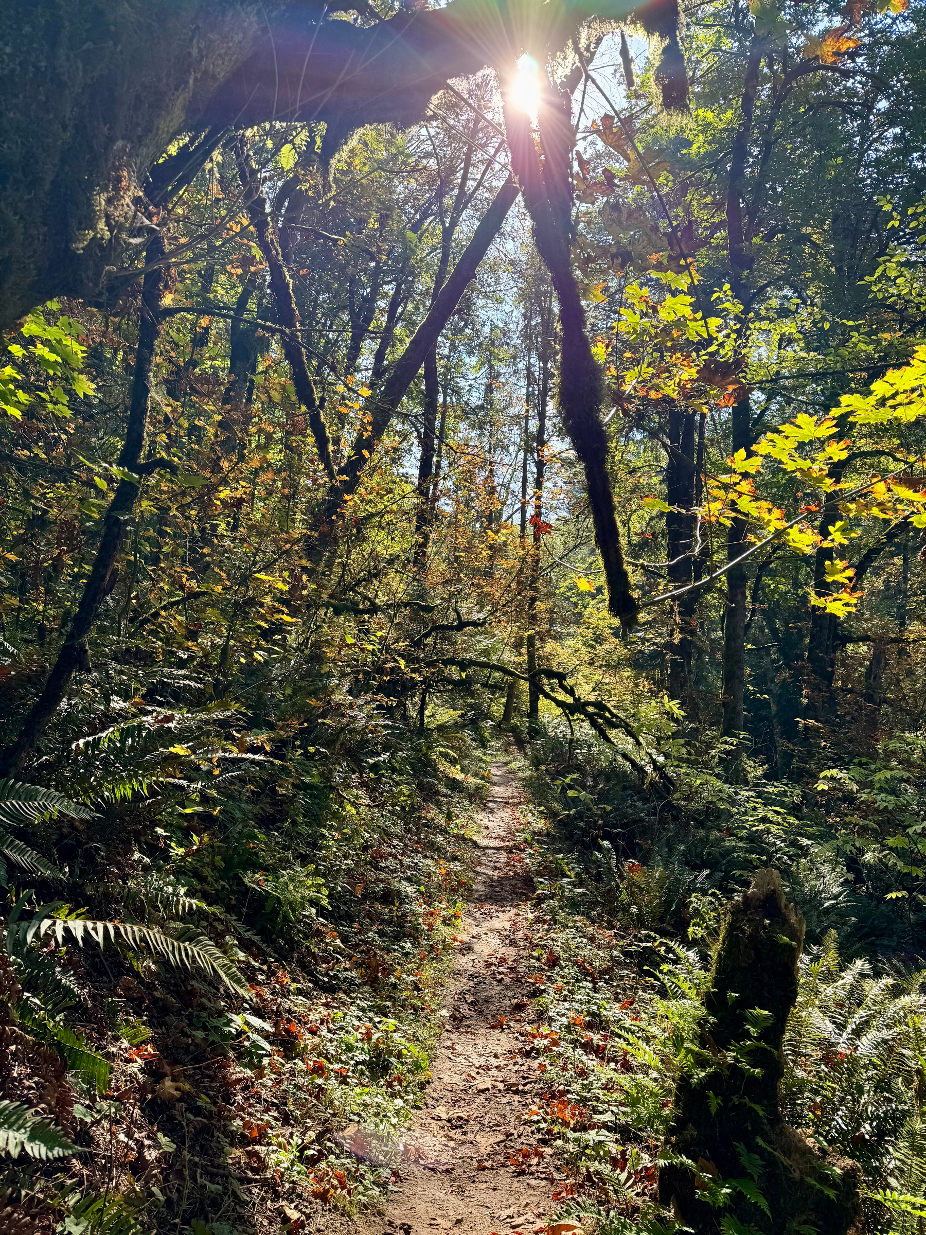 October, 2024. A narrow dirt trail winds through a dense green forest beneath enormous moss-covered branches. Bright sunlight bursts through the branches near the top of the photograph, casting patches of light across the path and surrounding ferns. Yellow and orange autumn leaves glow among the darker trees, while a long, mossy limb hangs down toward the center of the scene.
