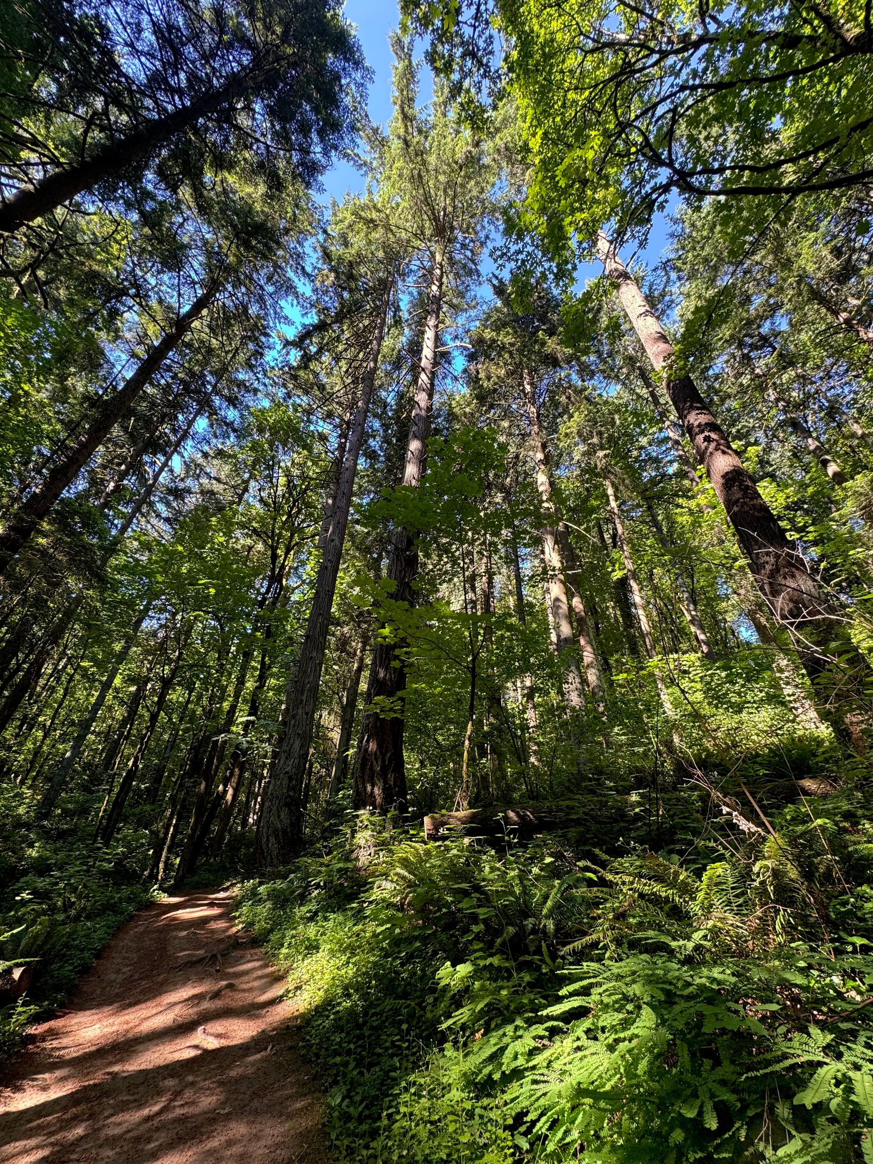 Wildwood Trail in Forest Park on a sunny summer morning. A narrow dirt path disappears into the forest beneath towering conifers, with ferns and dense greenery covering the hillside and sunlight filtering through the canopy overhead.