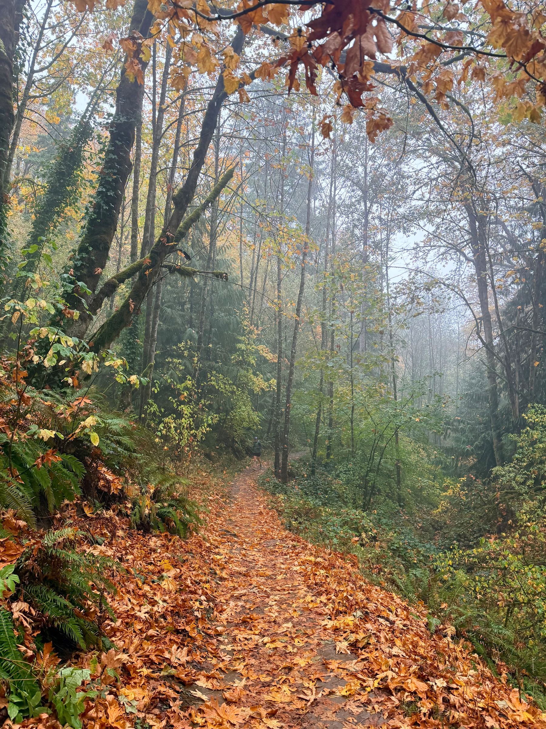 A narrow forest trail carpeted with wet orange and brown autumn leaves curves into the distance. Tall, moss-covered trees and dense green ferns line the path, while branches with golden-brown leaves hang overhead. Heavy rain creates a pale gray haze among the trees, partially obscuring the forest beyond. A lone person runs far down the trail, small against the surrounding woodland.