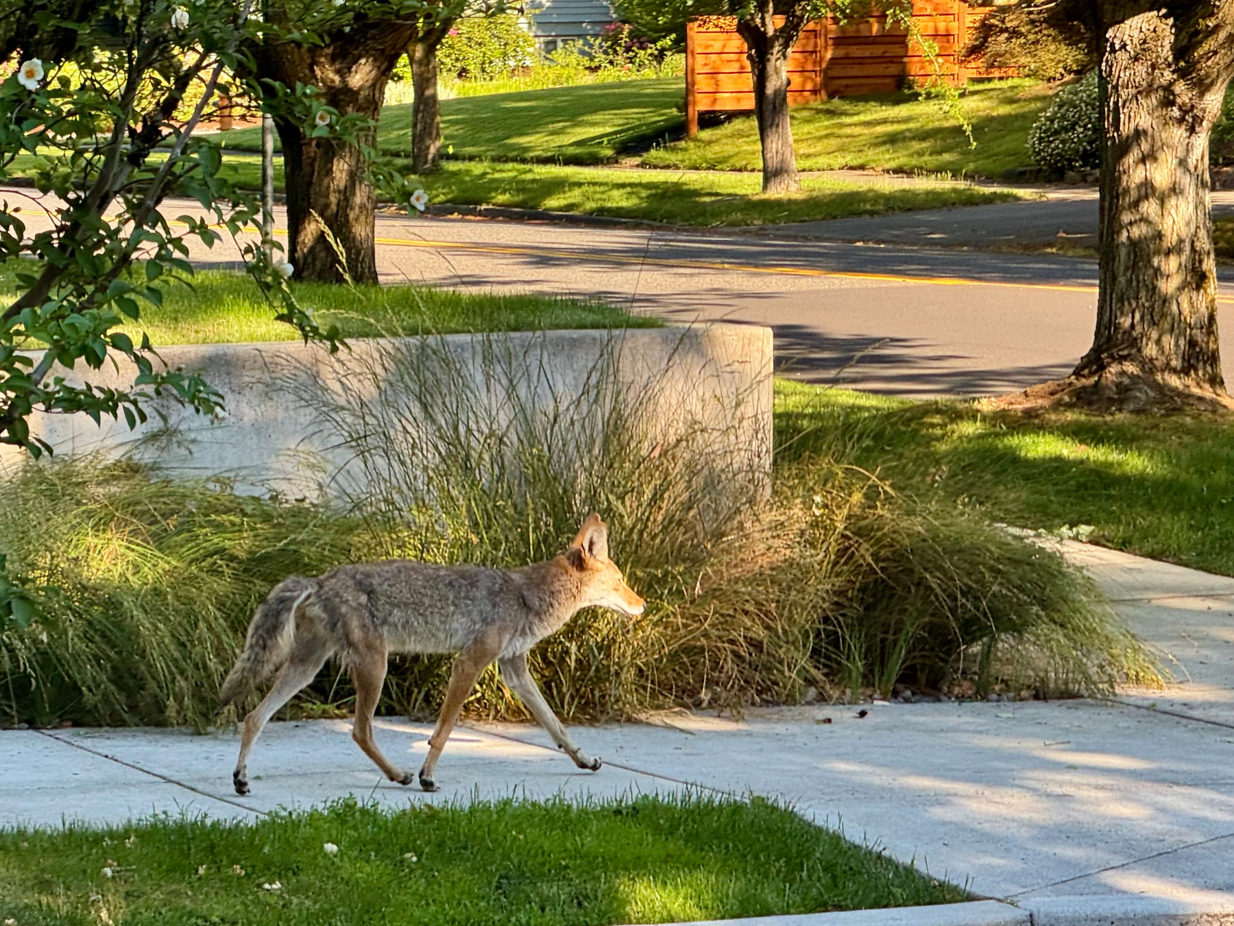 A coyote walks along a Portland sidewalk in warm morning sunlight. Ornamental grasses and small trees surround the path, while quiet residential streets and lawns fill the background. The coyote is captured mid-stride, illuminated by golden light as it moves through the neighborhood.