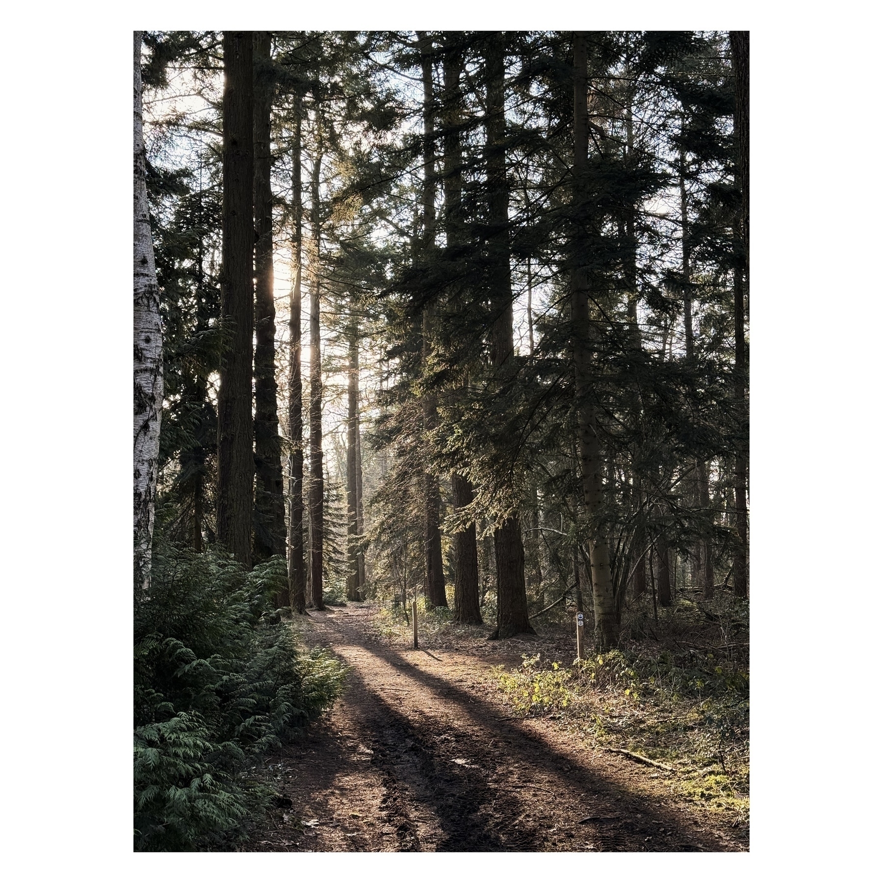 A sunlit forest path is surrounded by tall trees and lush greenery.