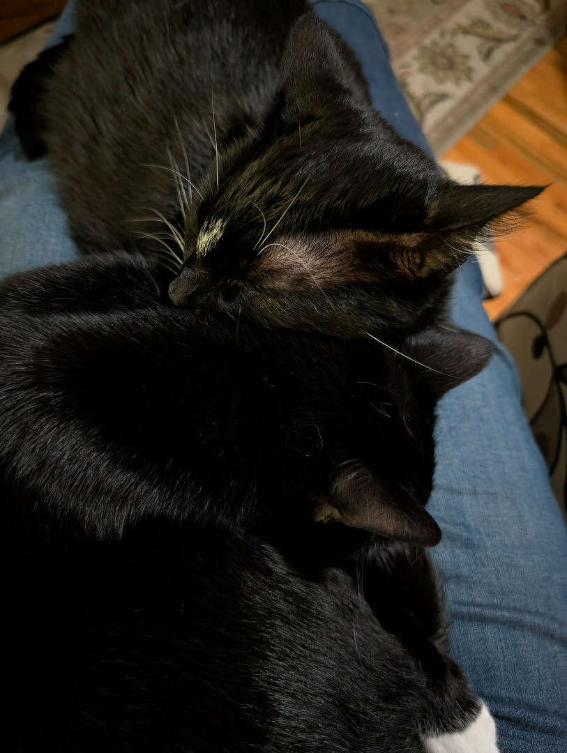 Two black cats are snuggling together on a person's lap.