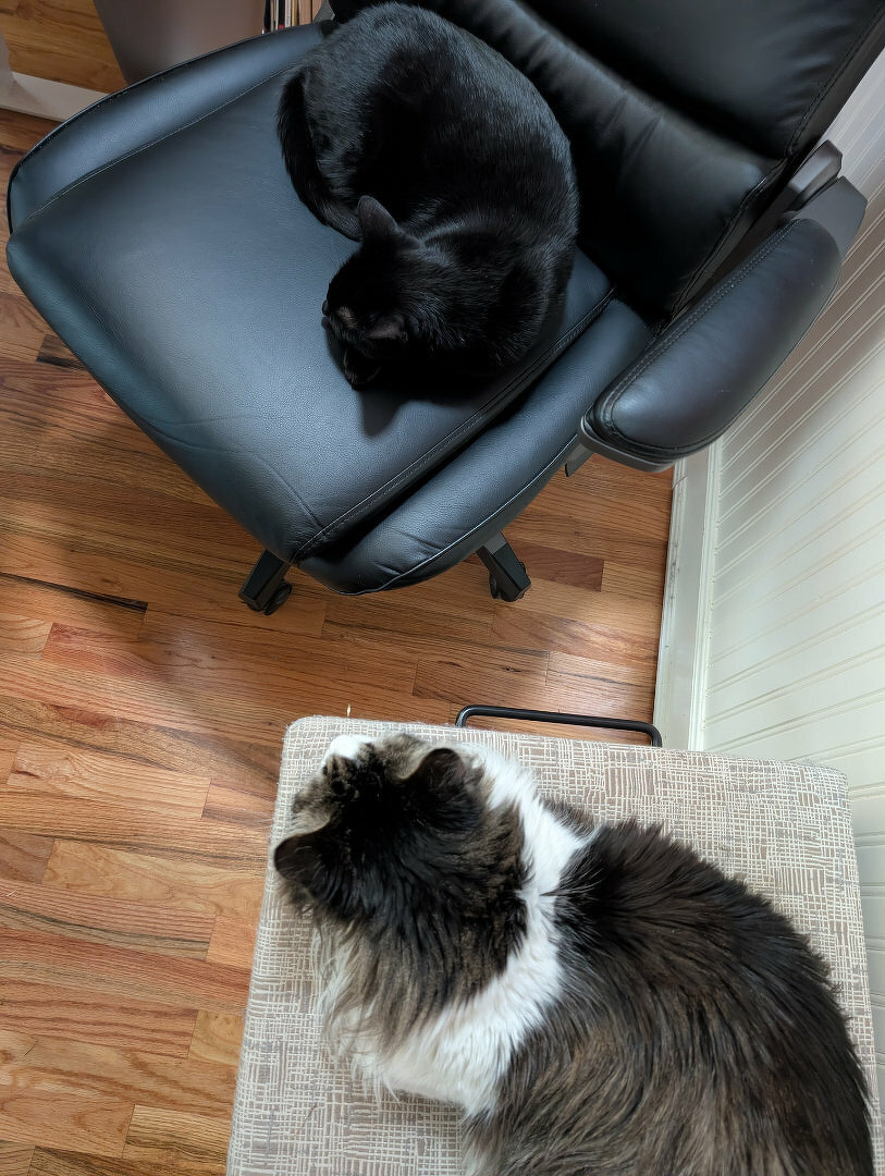 A black cat is curled up on a chair while a black and white cat rests on a nearby surface, both atop a wooden floor.