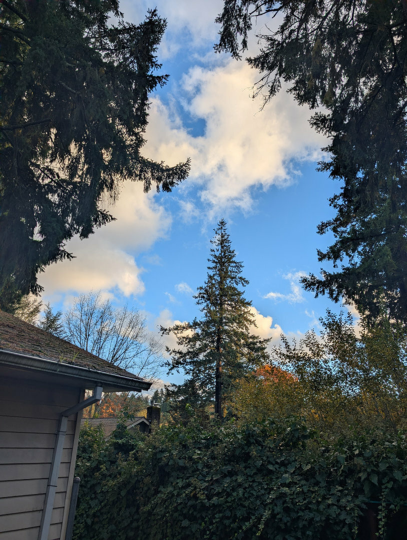 A wooden house is surrounded by tall evergreen trees under a partly cloudy blue sky.