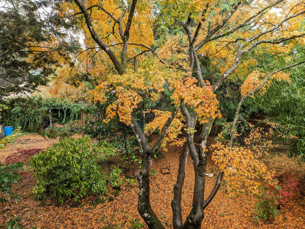 A vibrant autumn scene features a large tree with golden leaves surrounded by a carpet of fallen foliage in a lush garden.