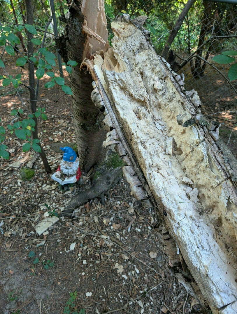 A partially fallen, rotting tree trunk is propped against another tree, with a small gnome statue sitting at its base in a wooded area.