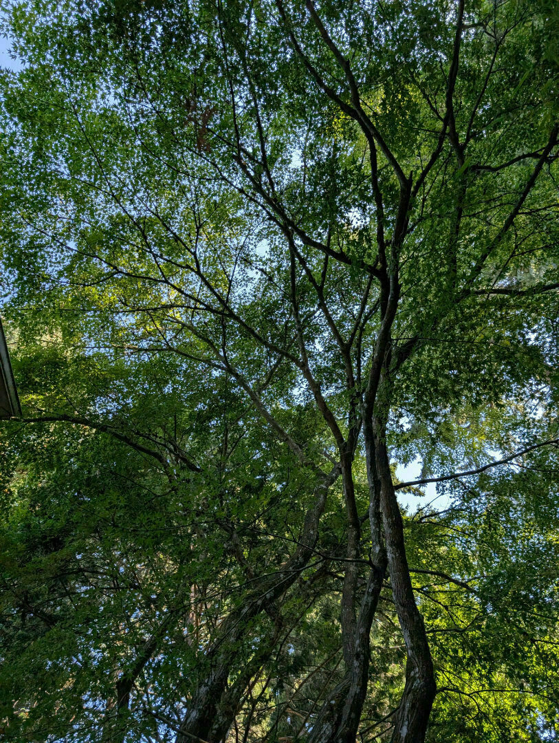 Sunlight filters through the dense, green canopy of tall trees, with branches intertwining against a clear blue sky.