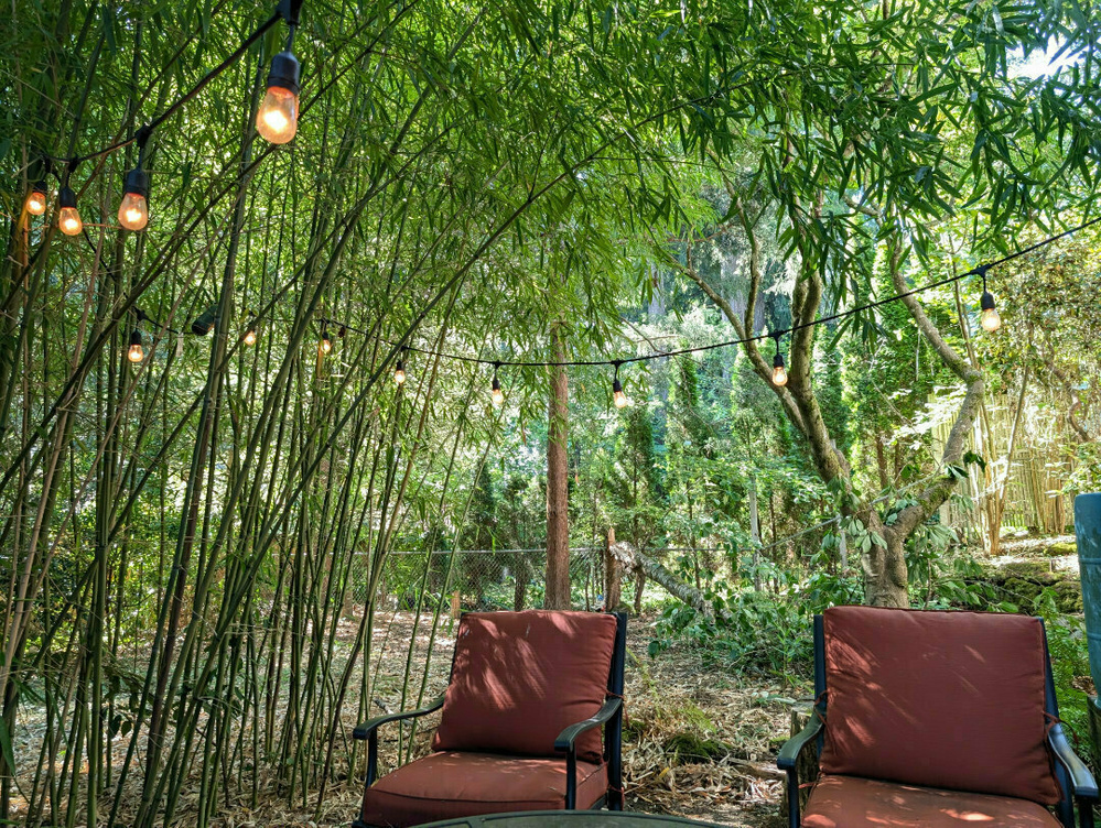 Two cushioned chairs are set beneath string lights in a lush bamboo garden.